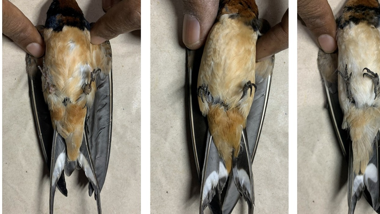Adult barn swallows sampled in Imphal Valley, Manipur