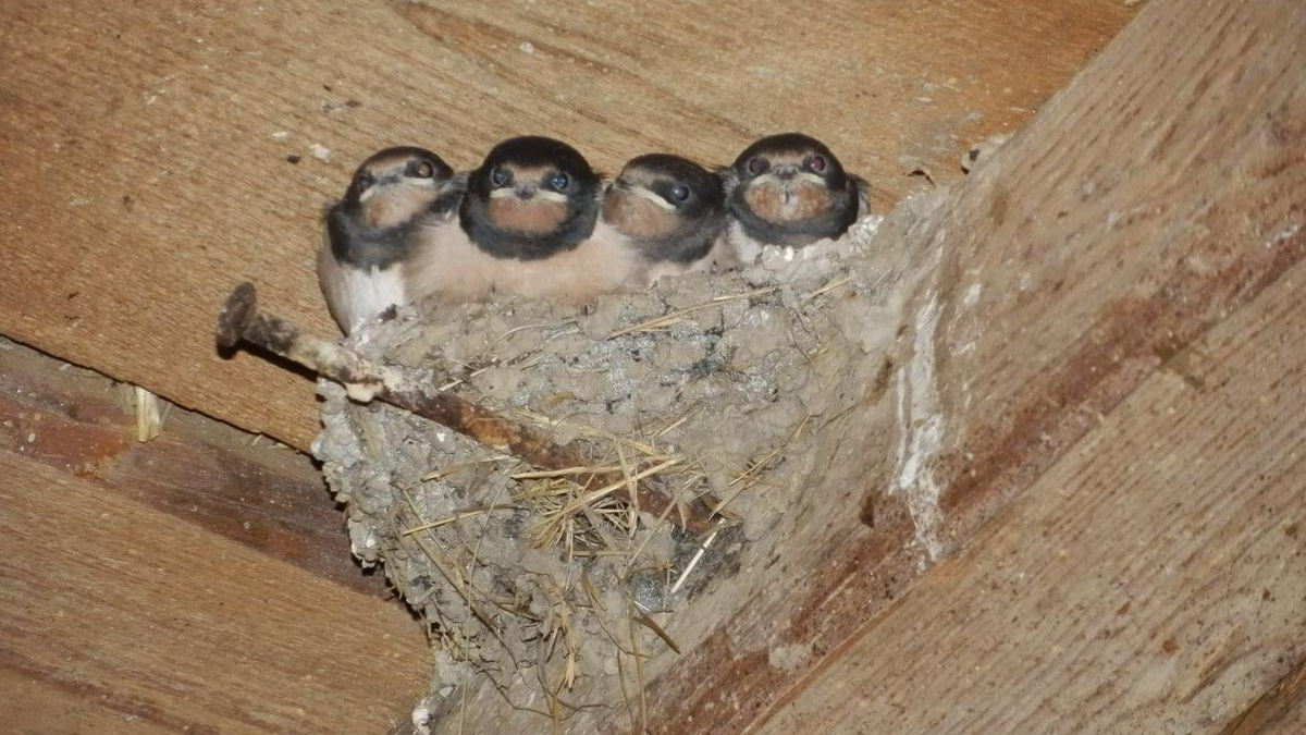 Four barn swallow nestlings looking out of a mud nest under a wooden roof