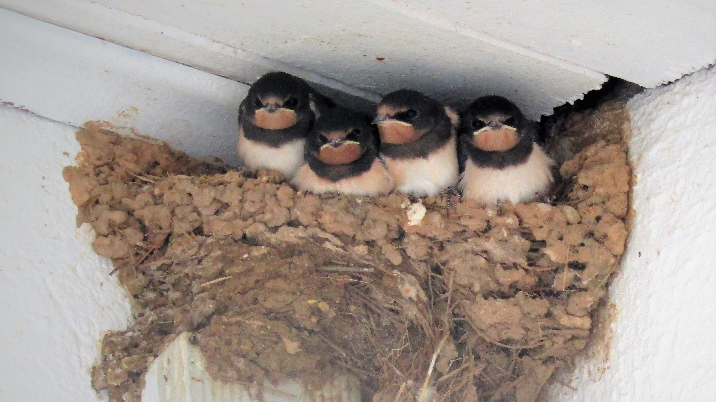 Four barn swallow nestlings sitting at the rim of a mud nest under a building roof