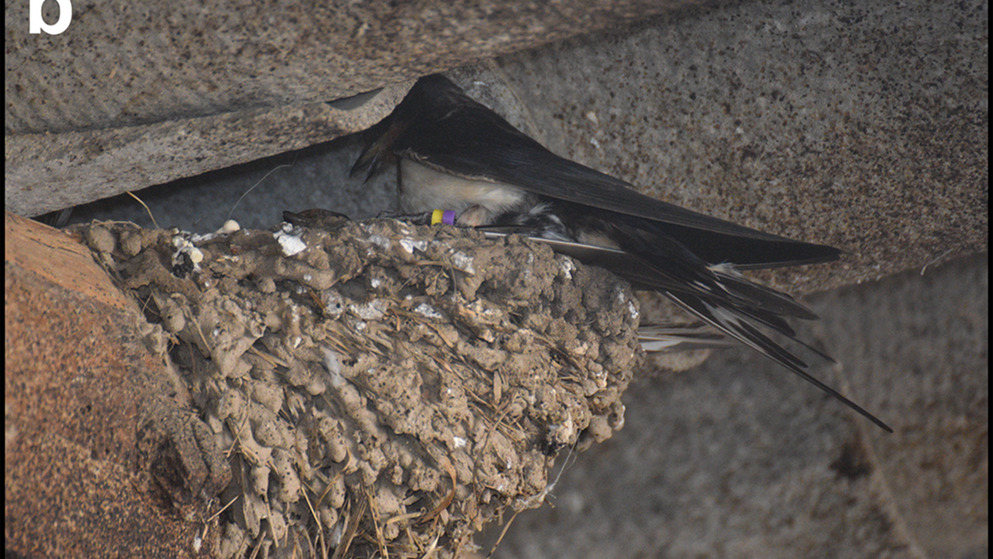 Barn swallow female at nest 129 during a documented conflict in the 2026 brood-parasitism study