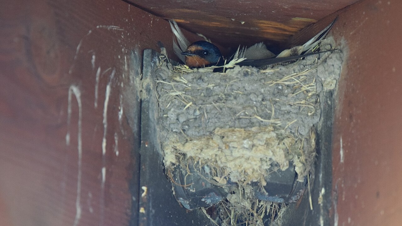 Barn swallow beside its mud nest
