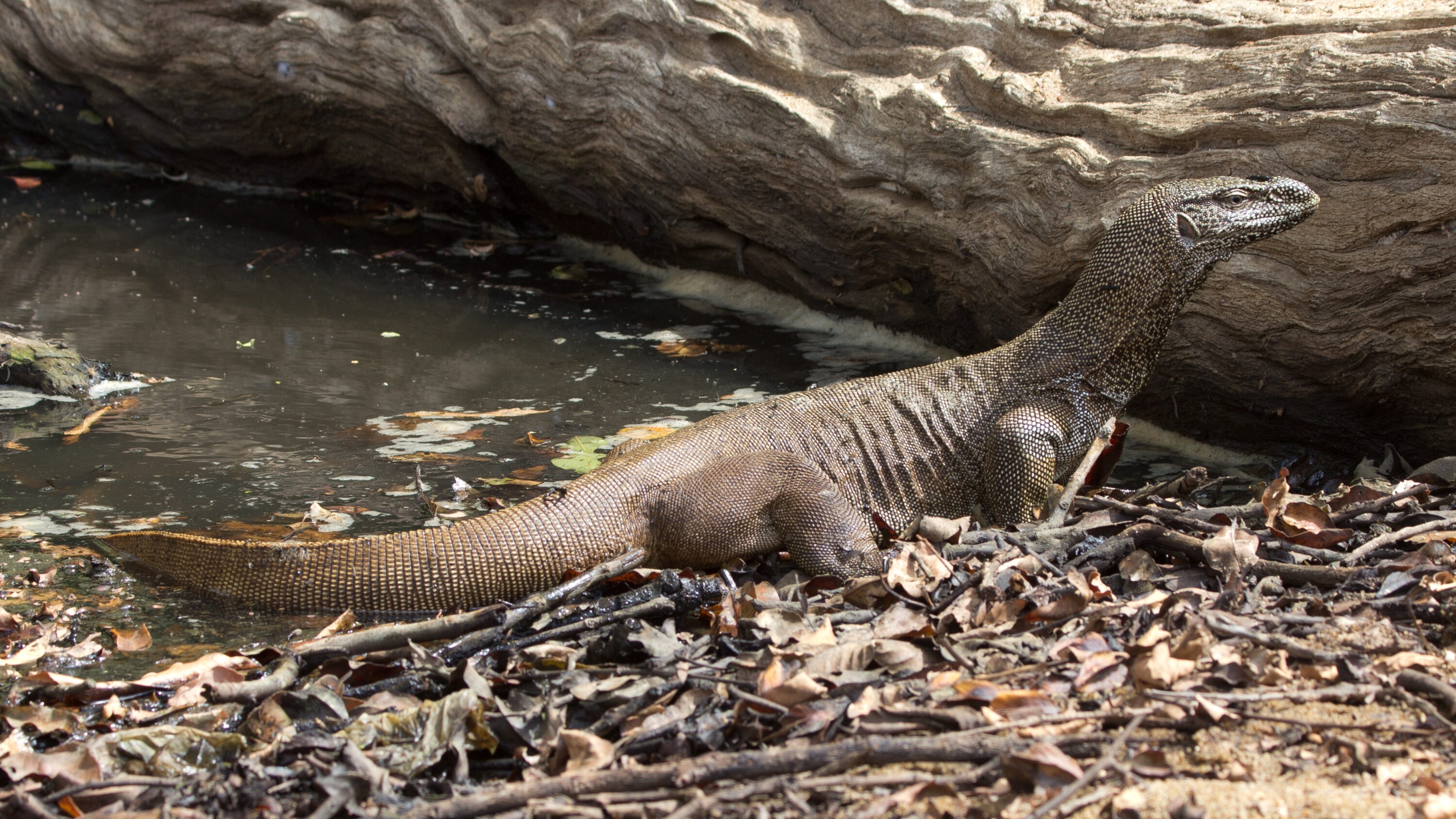 Wild Bengal monitor beside water and a fallen tree in Yala National Park, Sri Lanka