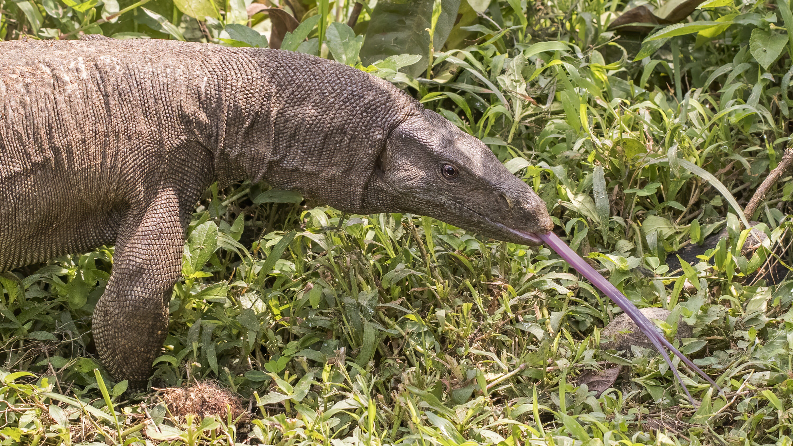 Bengal monitor with its forked tongue extended among vegetation at Kumarakom, India