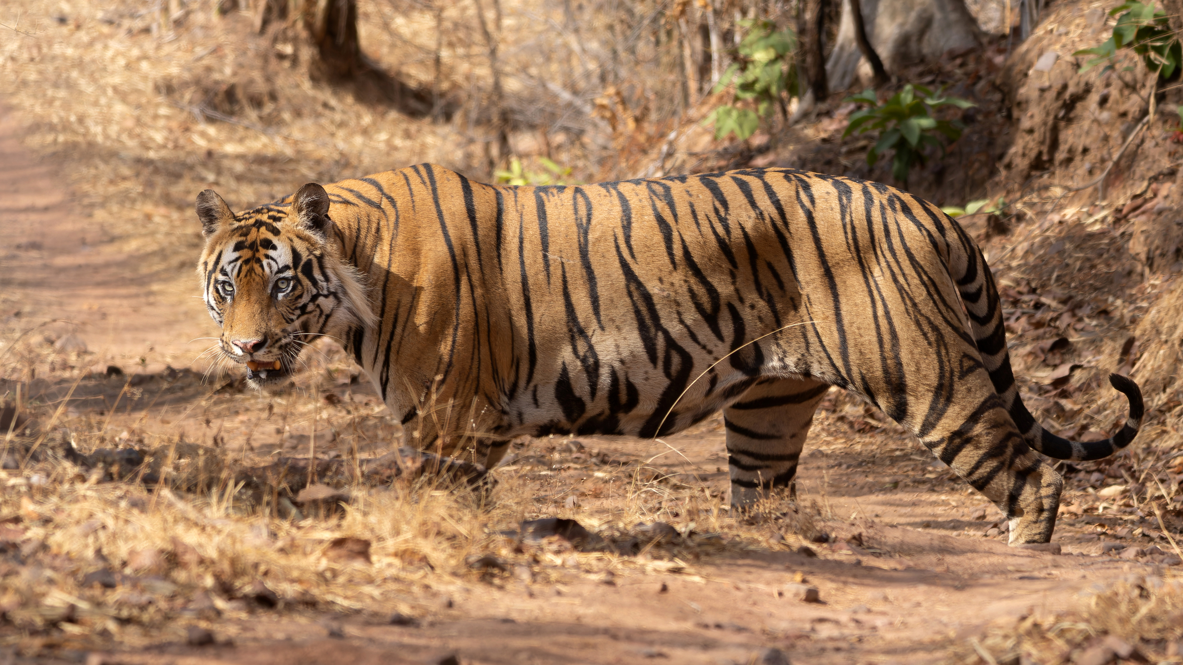 Wild Bengal tiger walking through dry forest in Bandhavgarh National Park