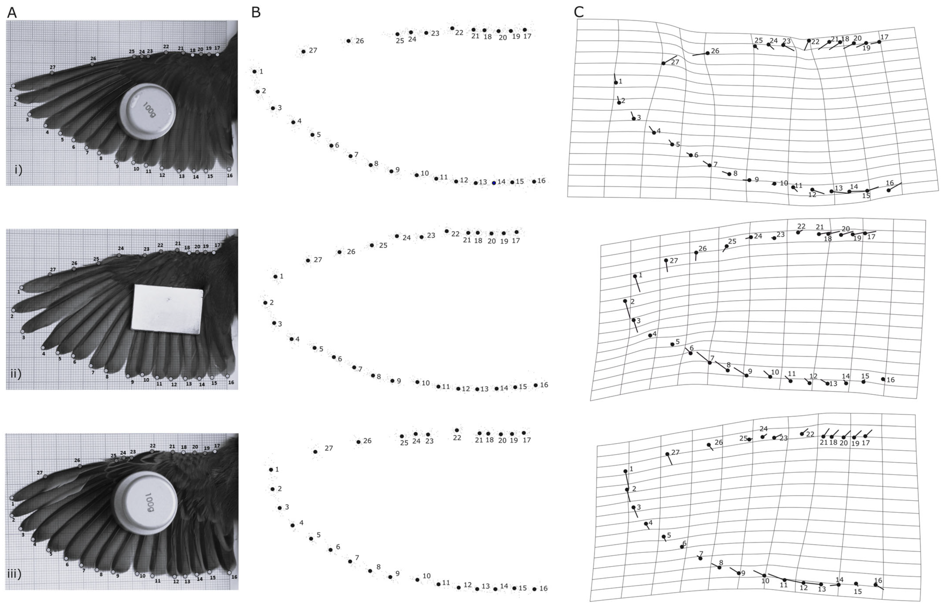 Geometric morphometric comparison of wing shape in garden warbler, blackcap and common whitethroat