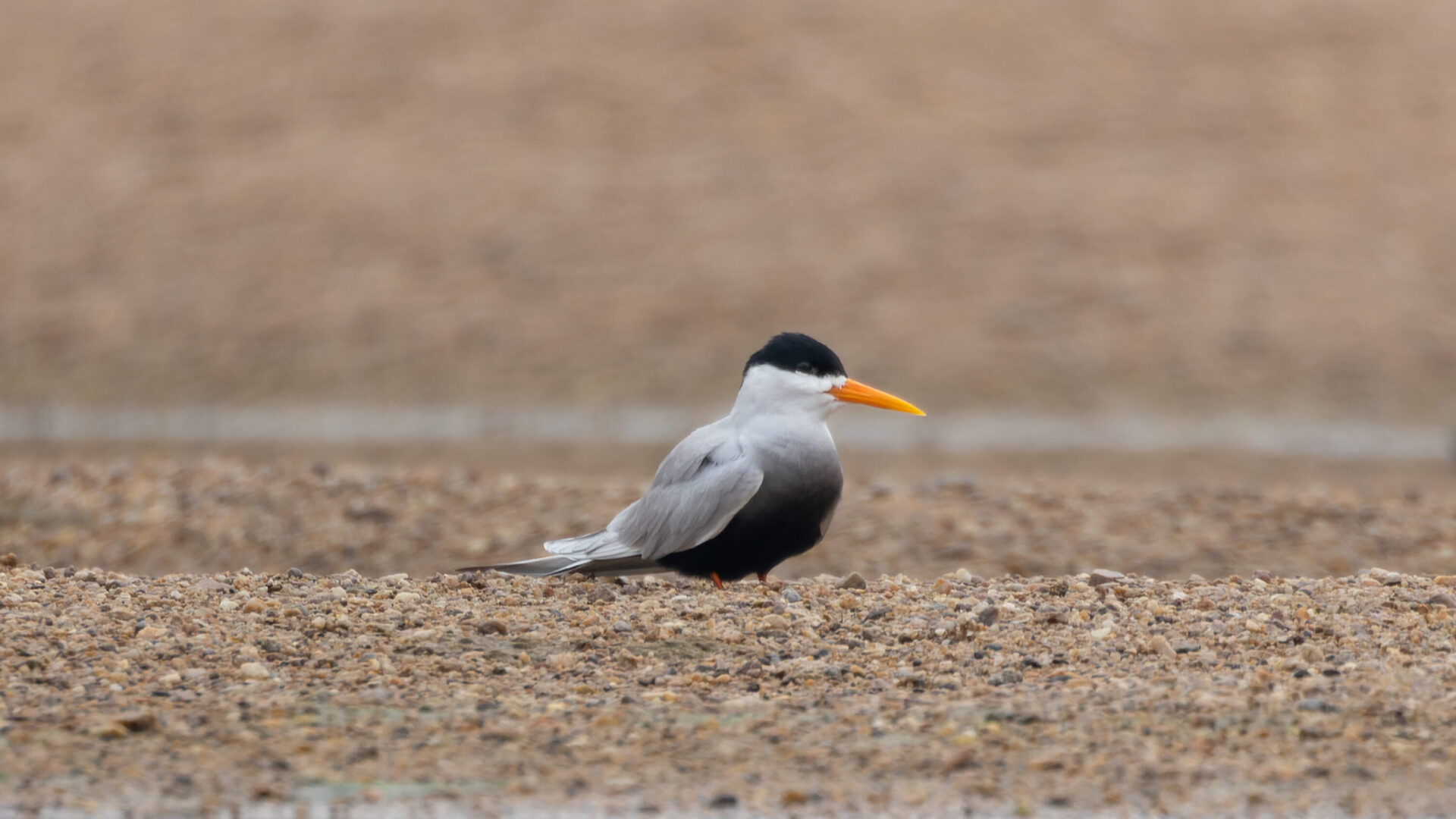 Black-bellied tern standing on a riverine sandbar in Satkosia Tiger Reserve, India