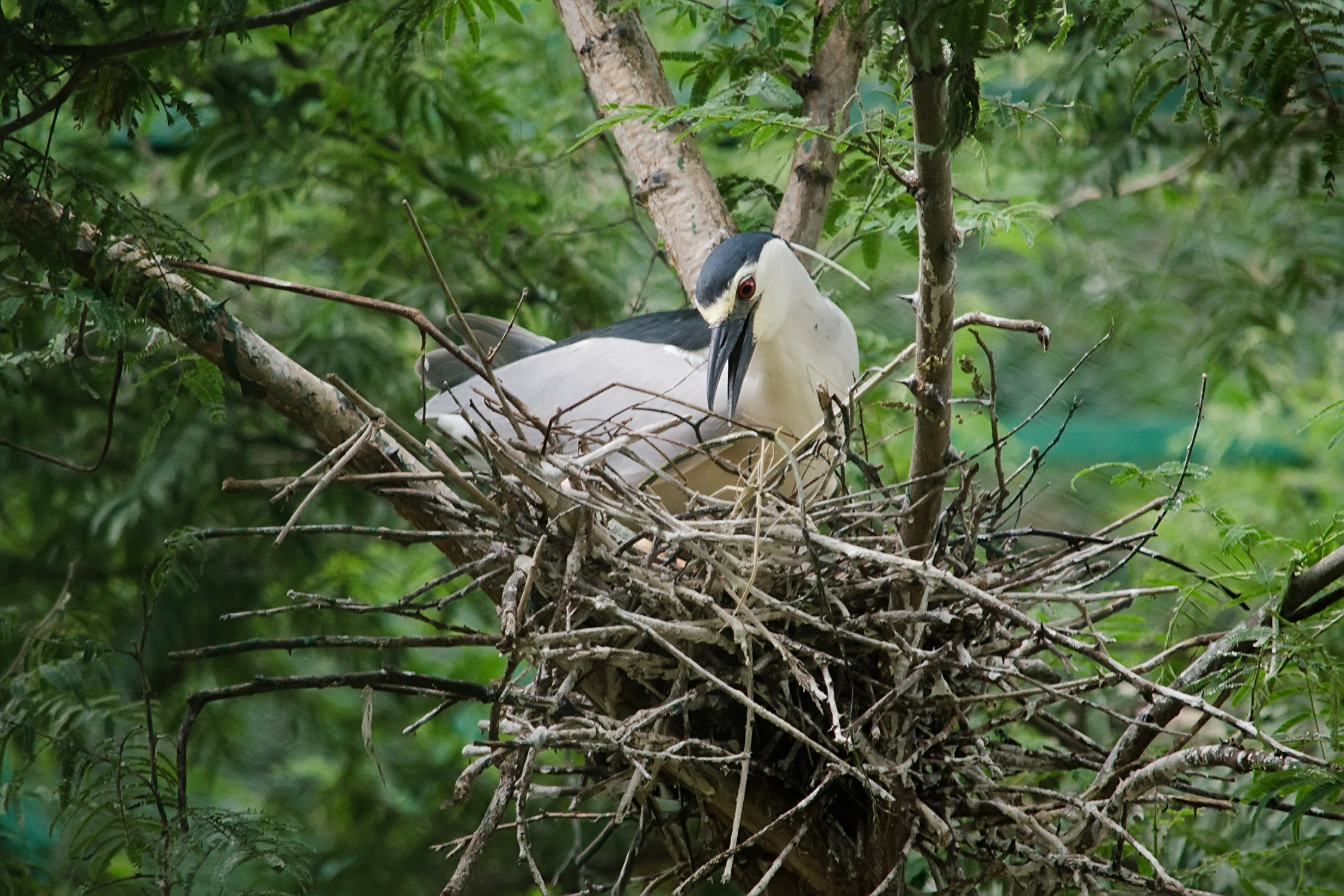 Black-crowned night heron arranging twigs in a tree nest
