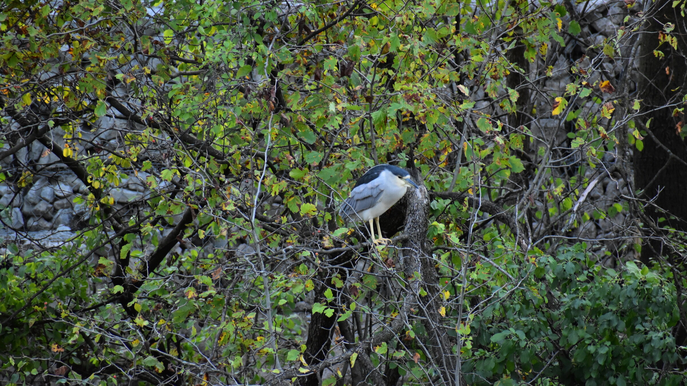 Black-crowned night heron beside the Chicago River in Chicago