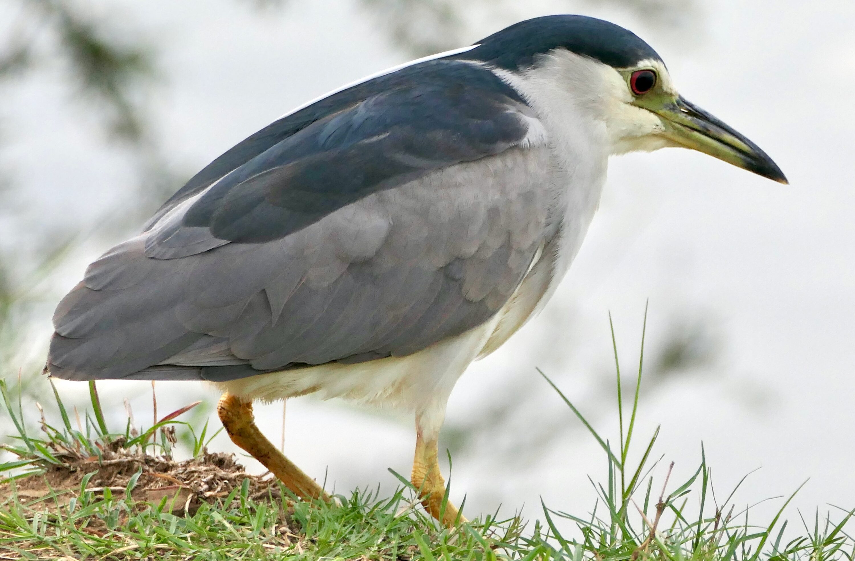 Adult black-crowned night heron standing beside water