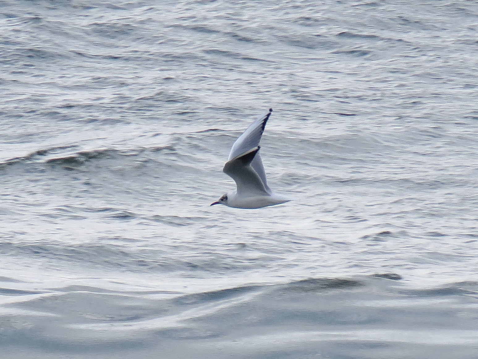 Black-headed gull in winter plumage flying over open water