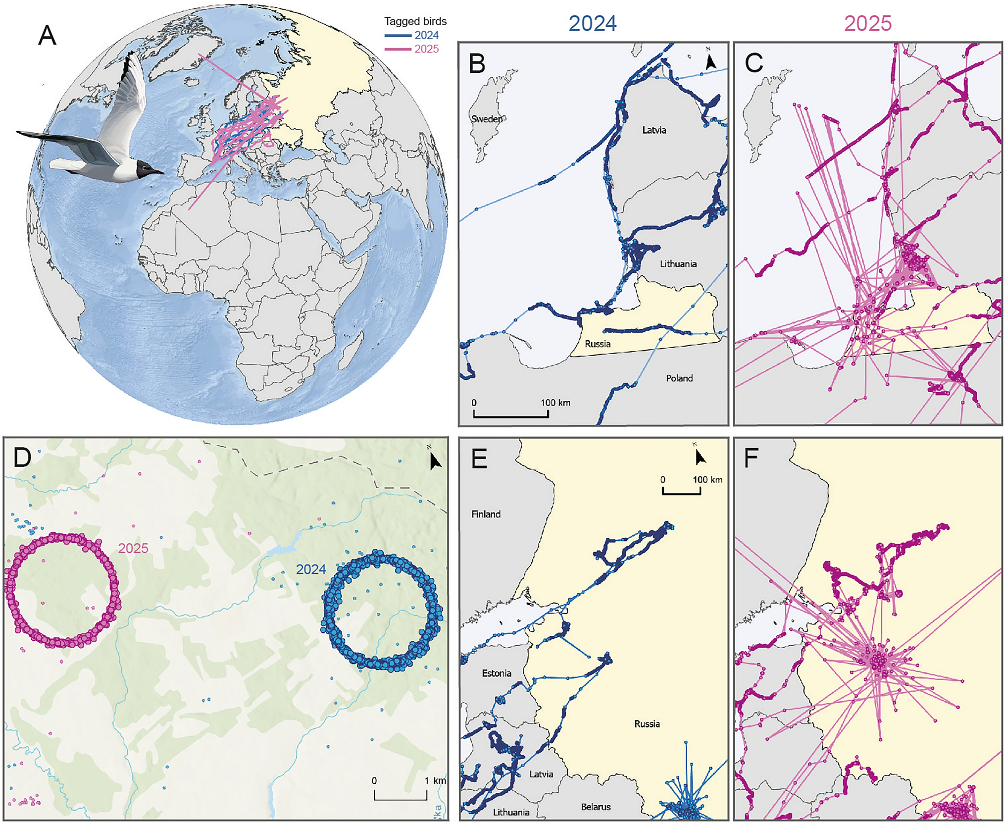 Maps showing implausible GPS tracks of black-headed gulls near Eastern European conflict zones in 2024 and 2025