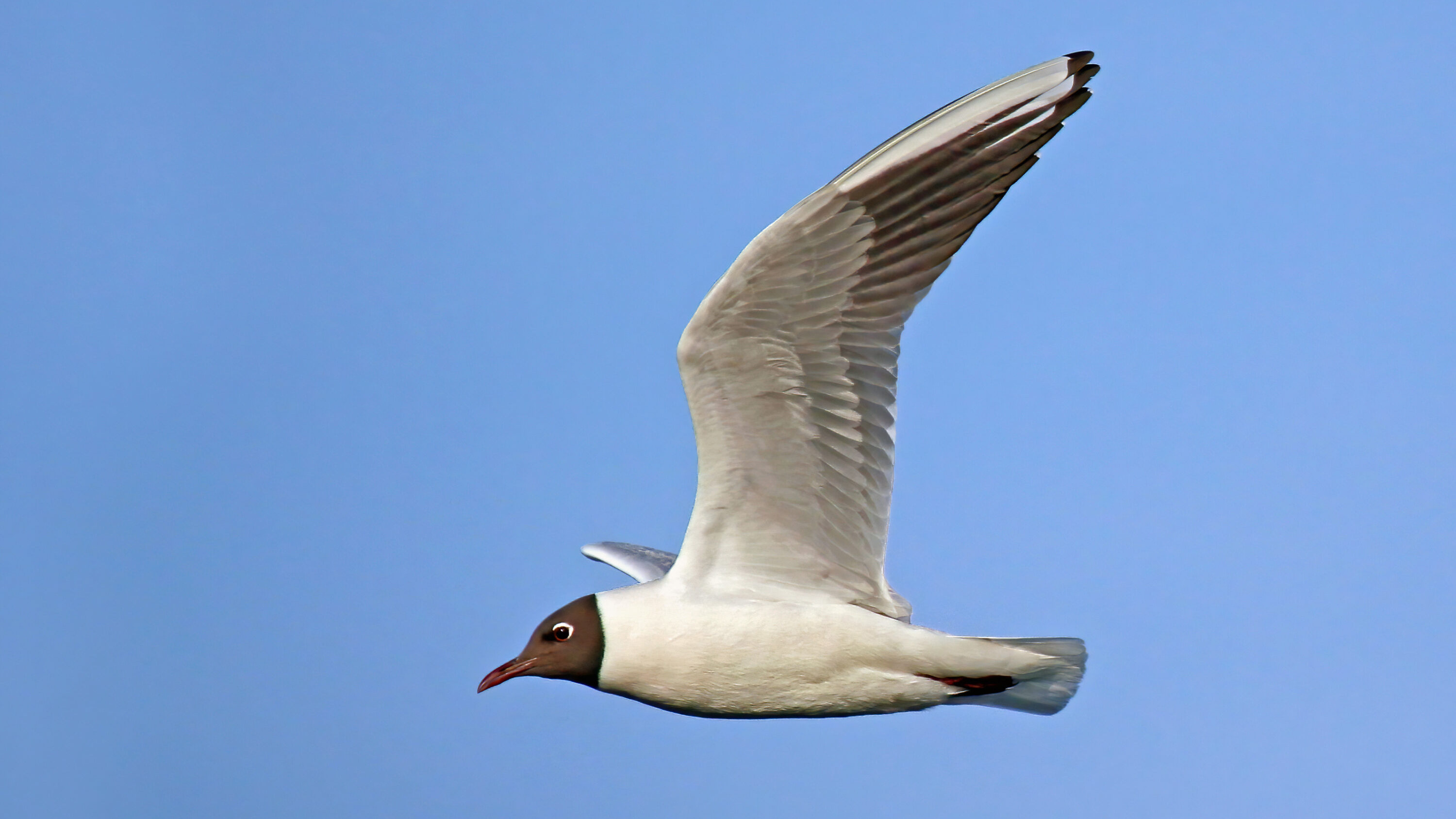 Black-headed gull in flight against a blue sky