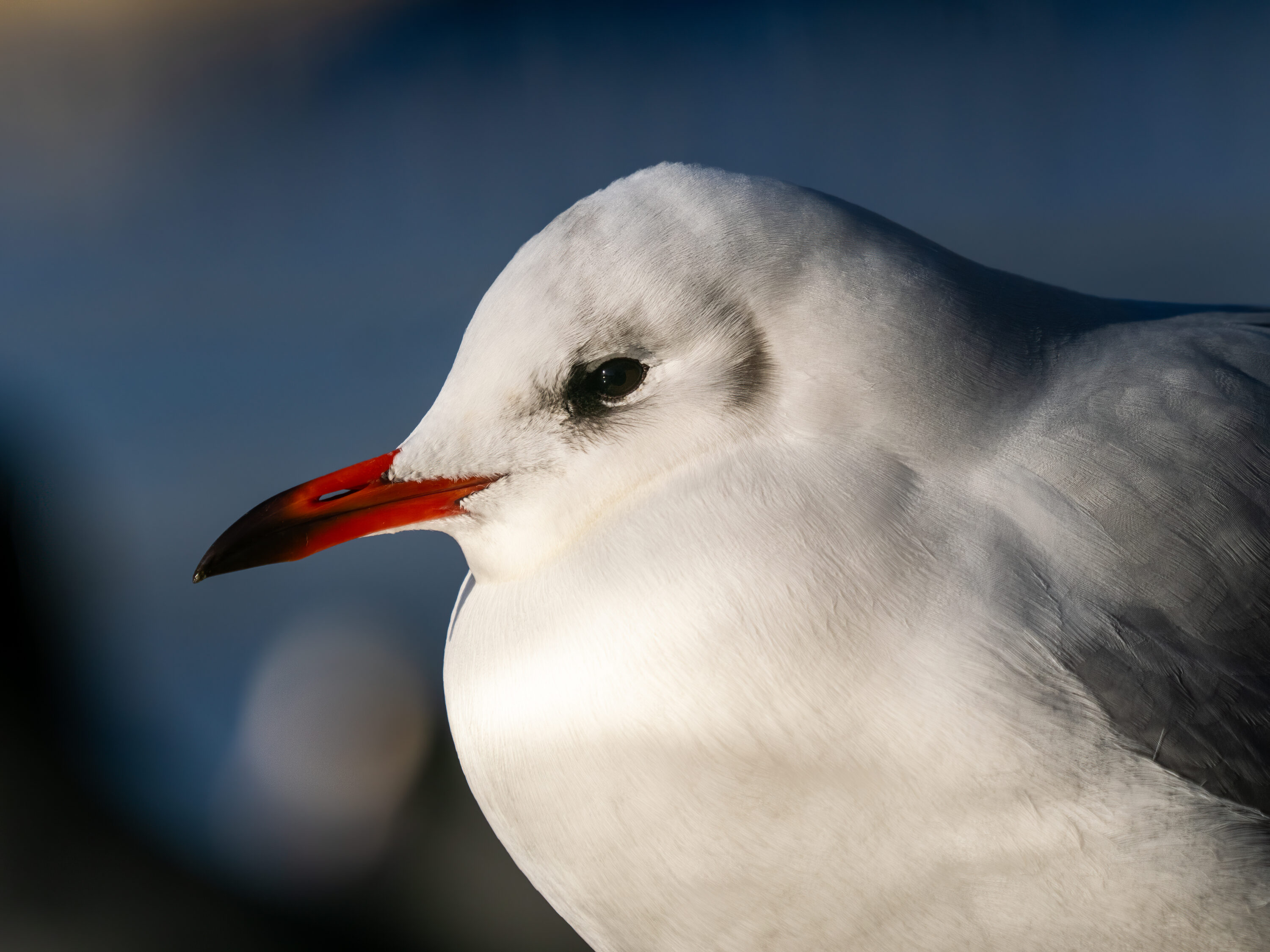 Close portrait of a black-headed gull in winter plumage
