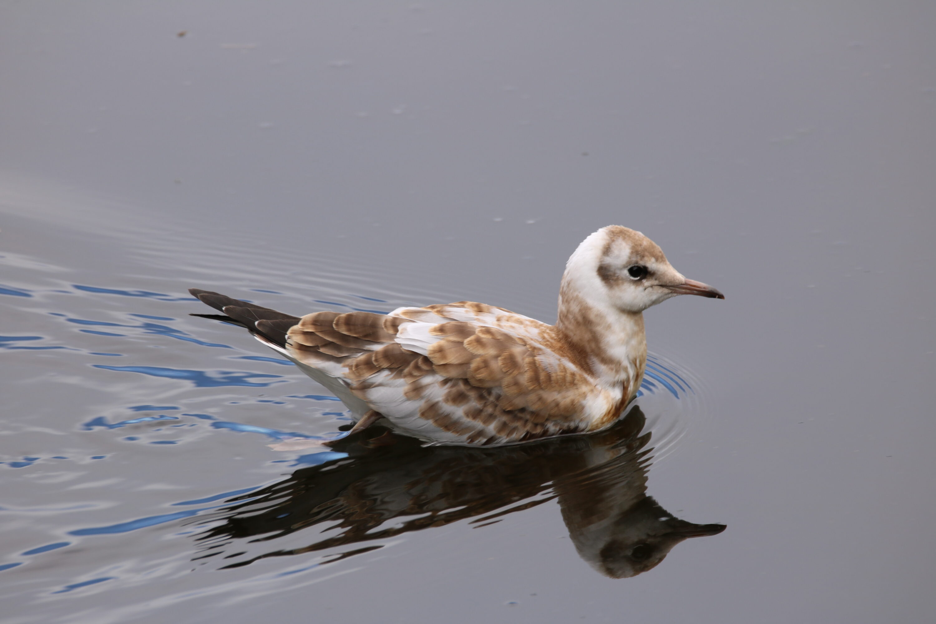 Juvenile black-headed gull swimming on calm water