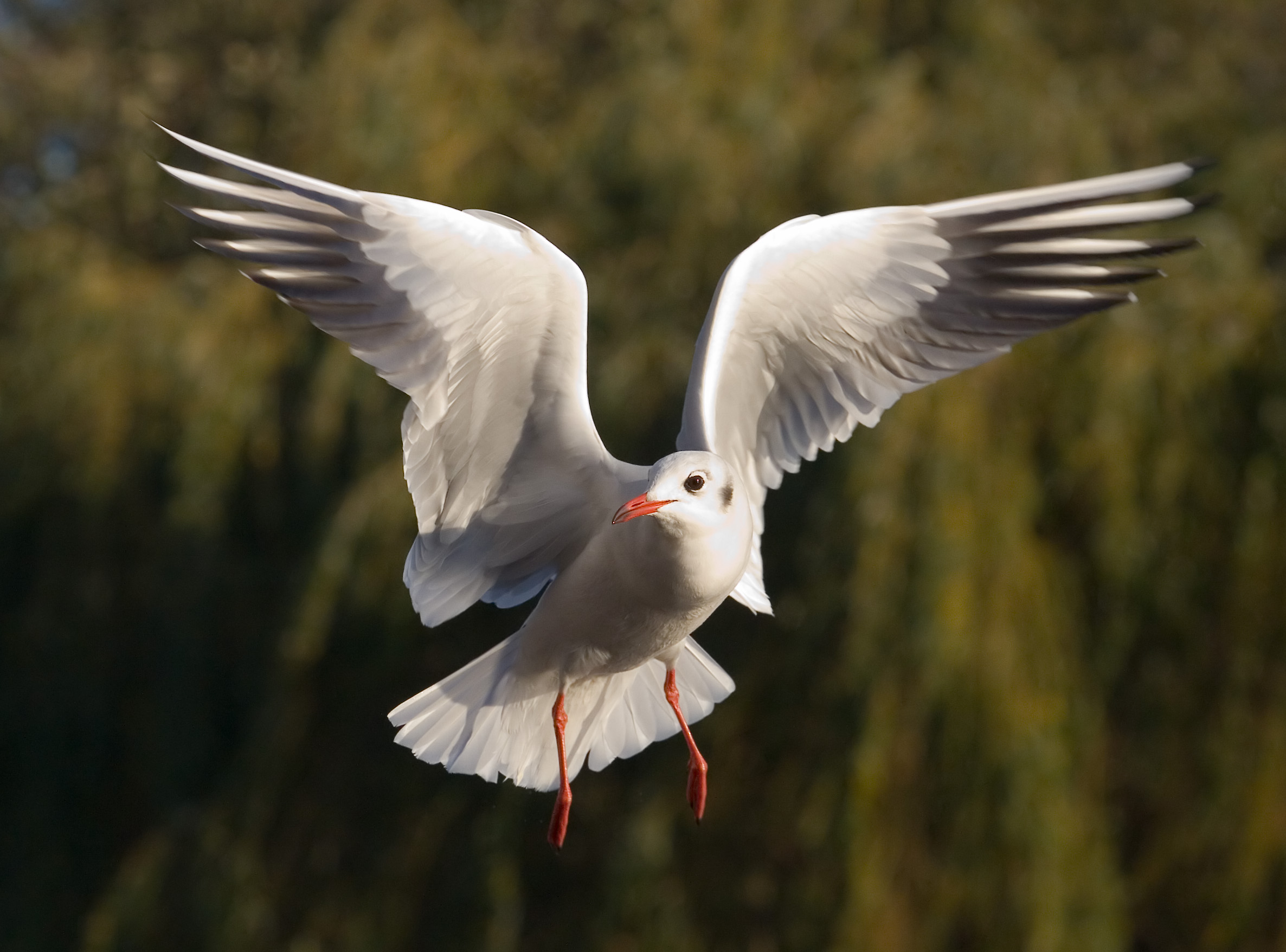 Black-headed gull flying with wings spread