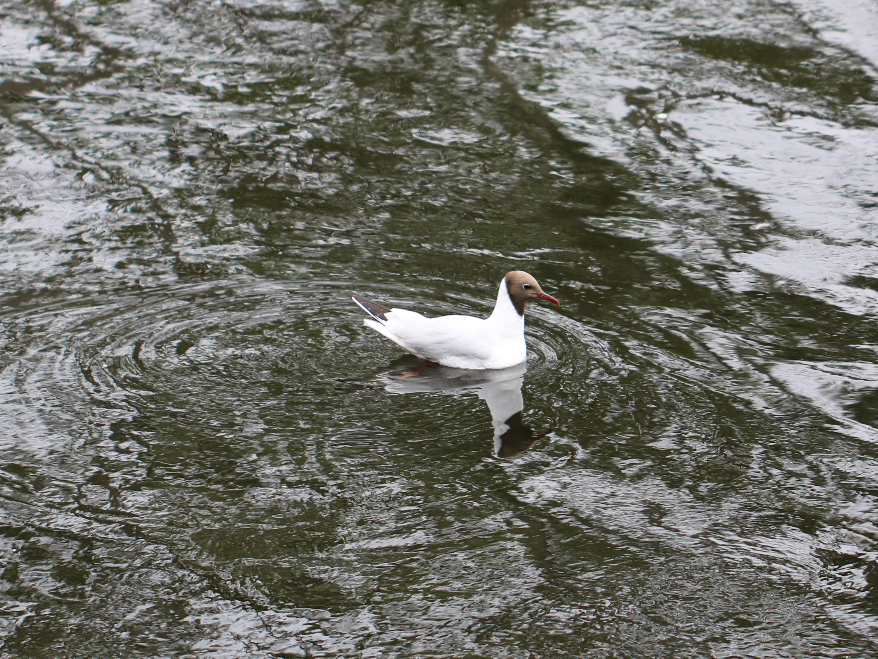 Adult black-headed gull in breeding plumage swimming
