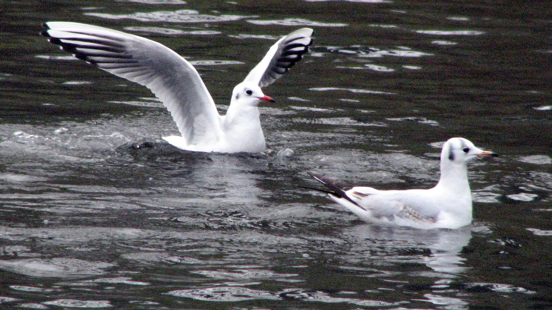 Black-headed gulls in winter plumage on water