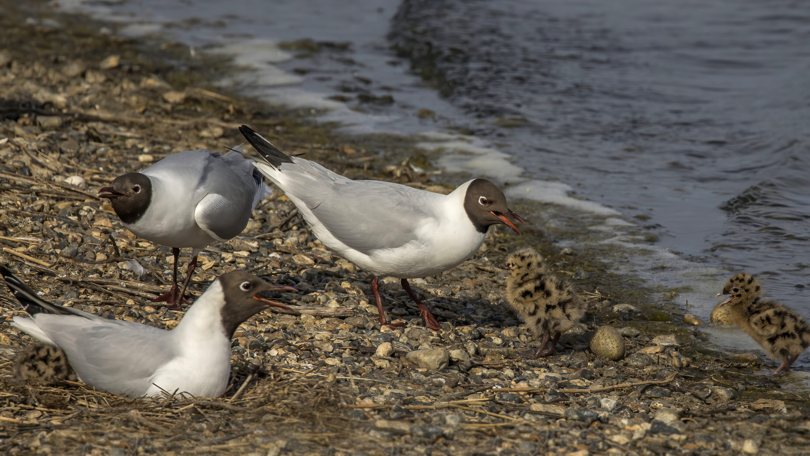 Adult black-headed gulls with newly hatched chicks beside water