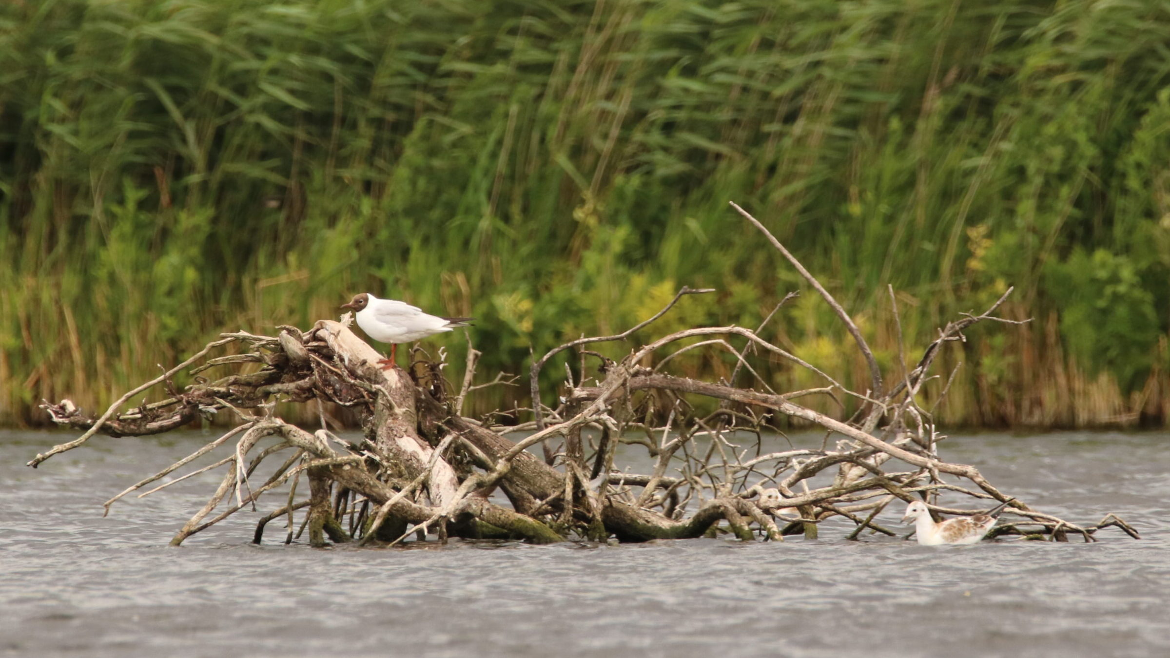 Adult and juvenile black-headed gulls beside a fallen tree in a Danish wetland