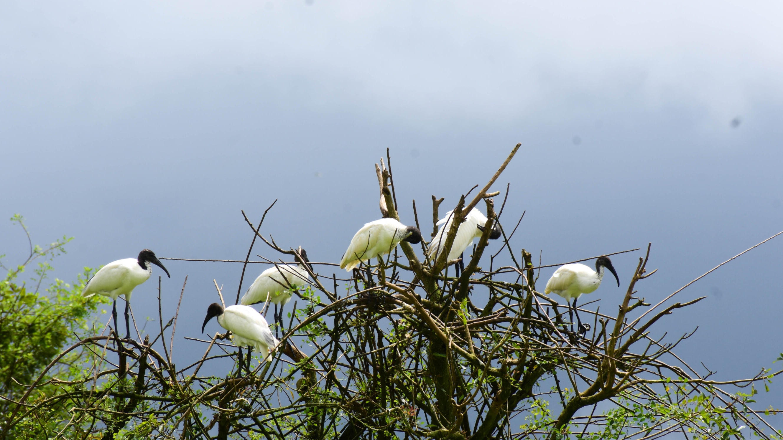 Black-headed ibises resting together in a tree at Gudavi