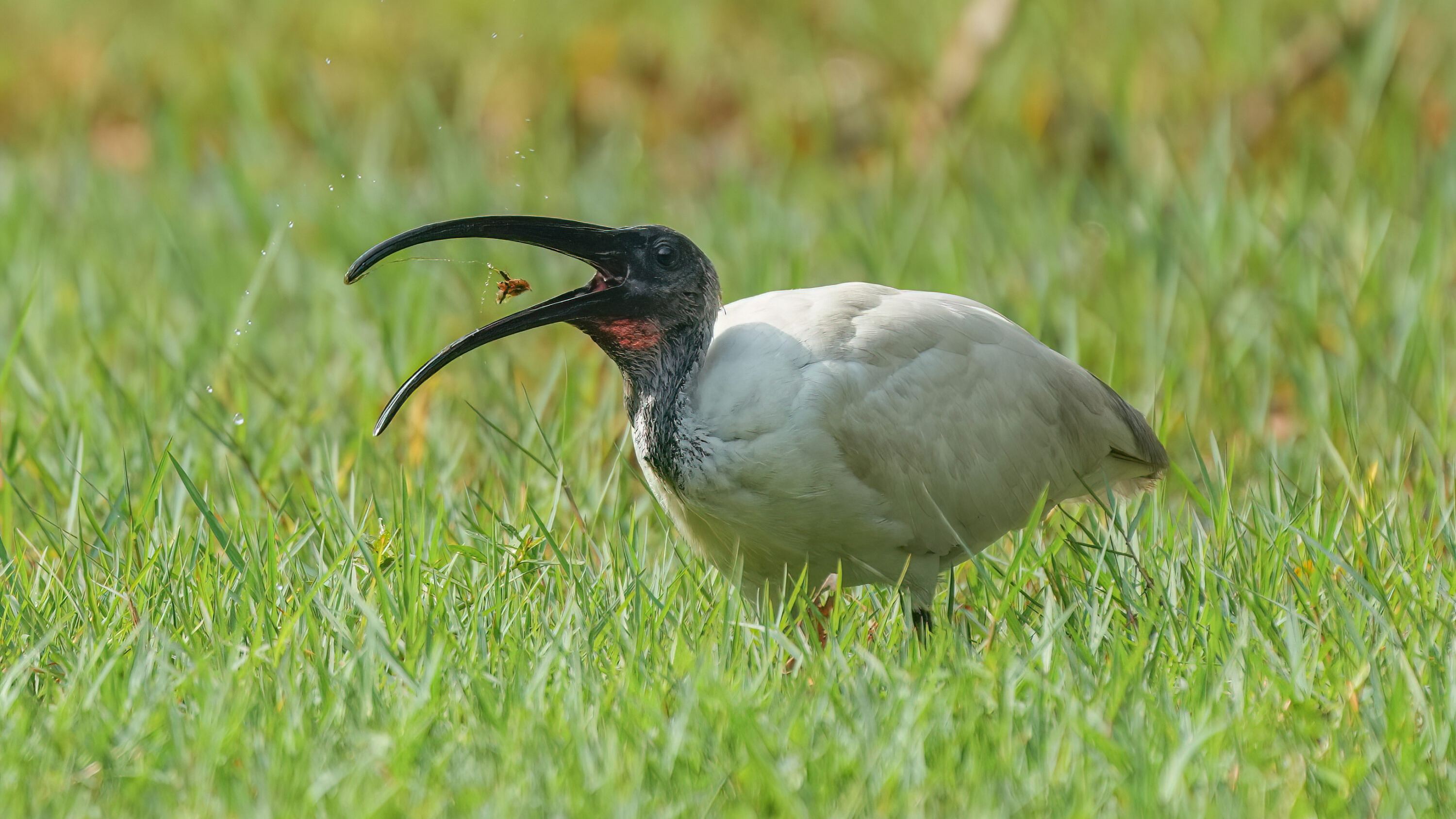 Black-headed ibis in Keoladeo National Park, India
