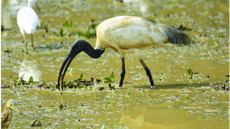 Black-headed ibis foraging in agricultural wetland habitat in Malappuram, Kerala, India