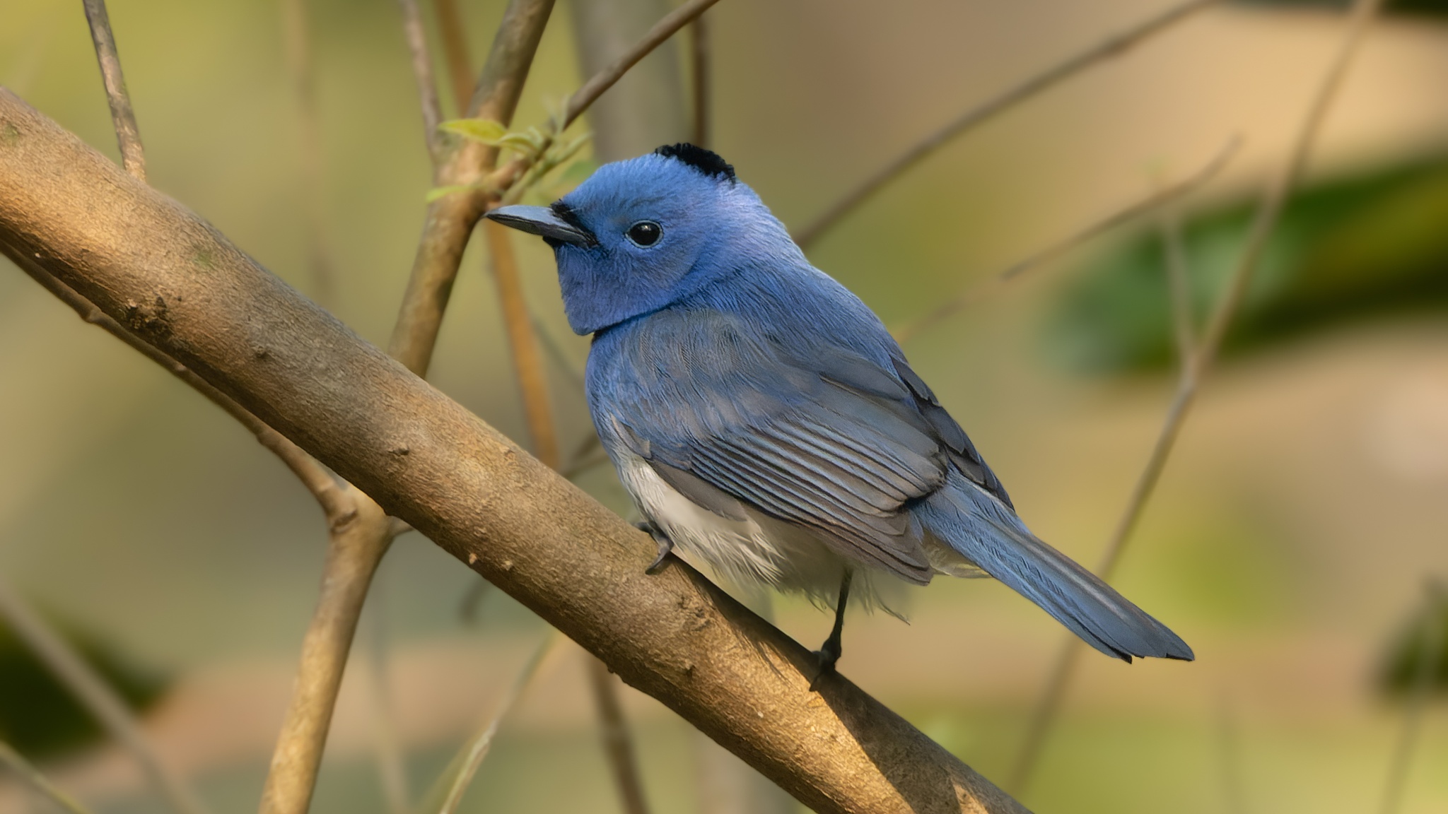Male black-naped monarch perched on a branch in Rabindra Sarobar, India