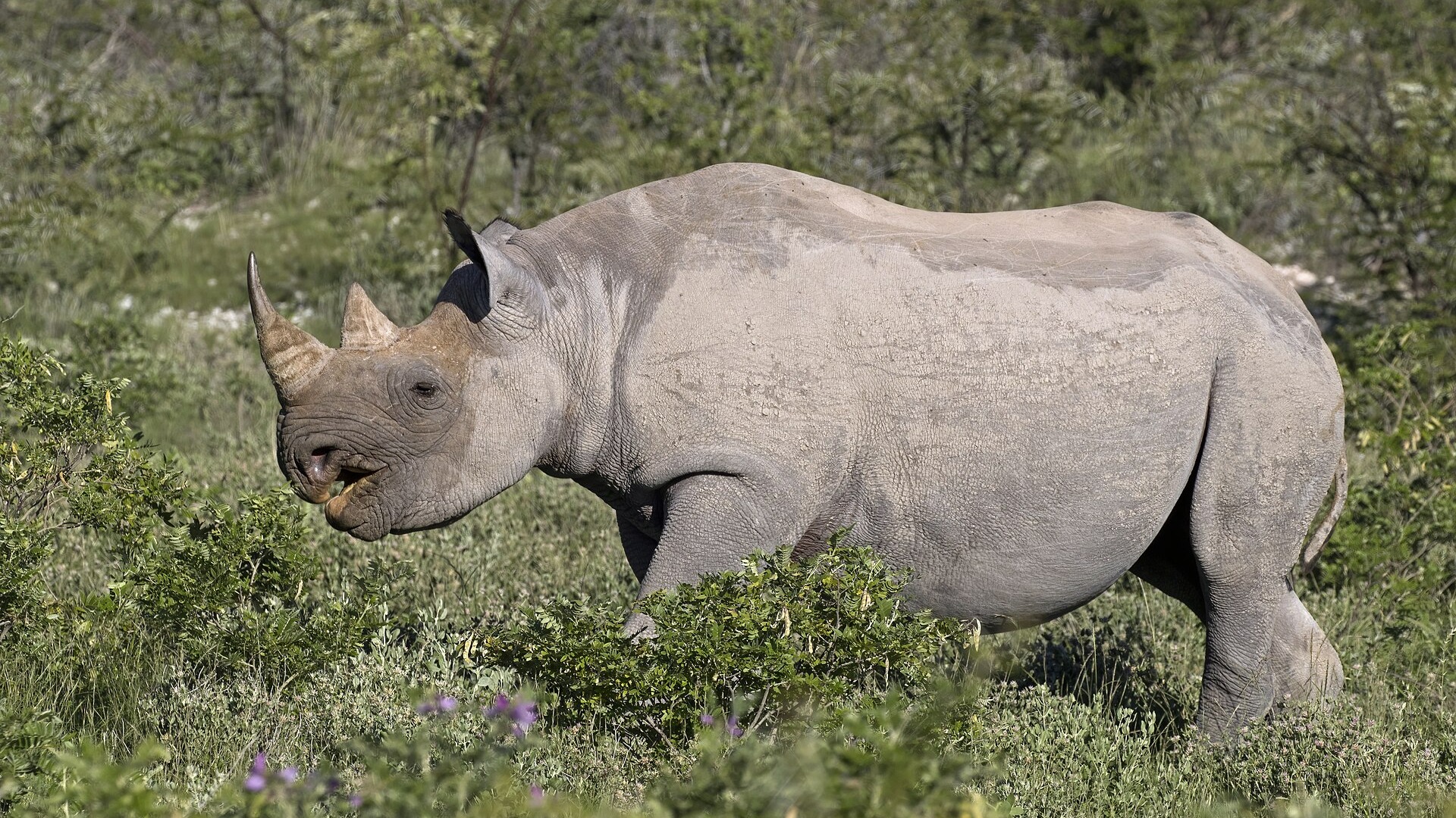 Female black rhinoceros in Etosha National Park, Namibia
