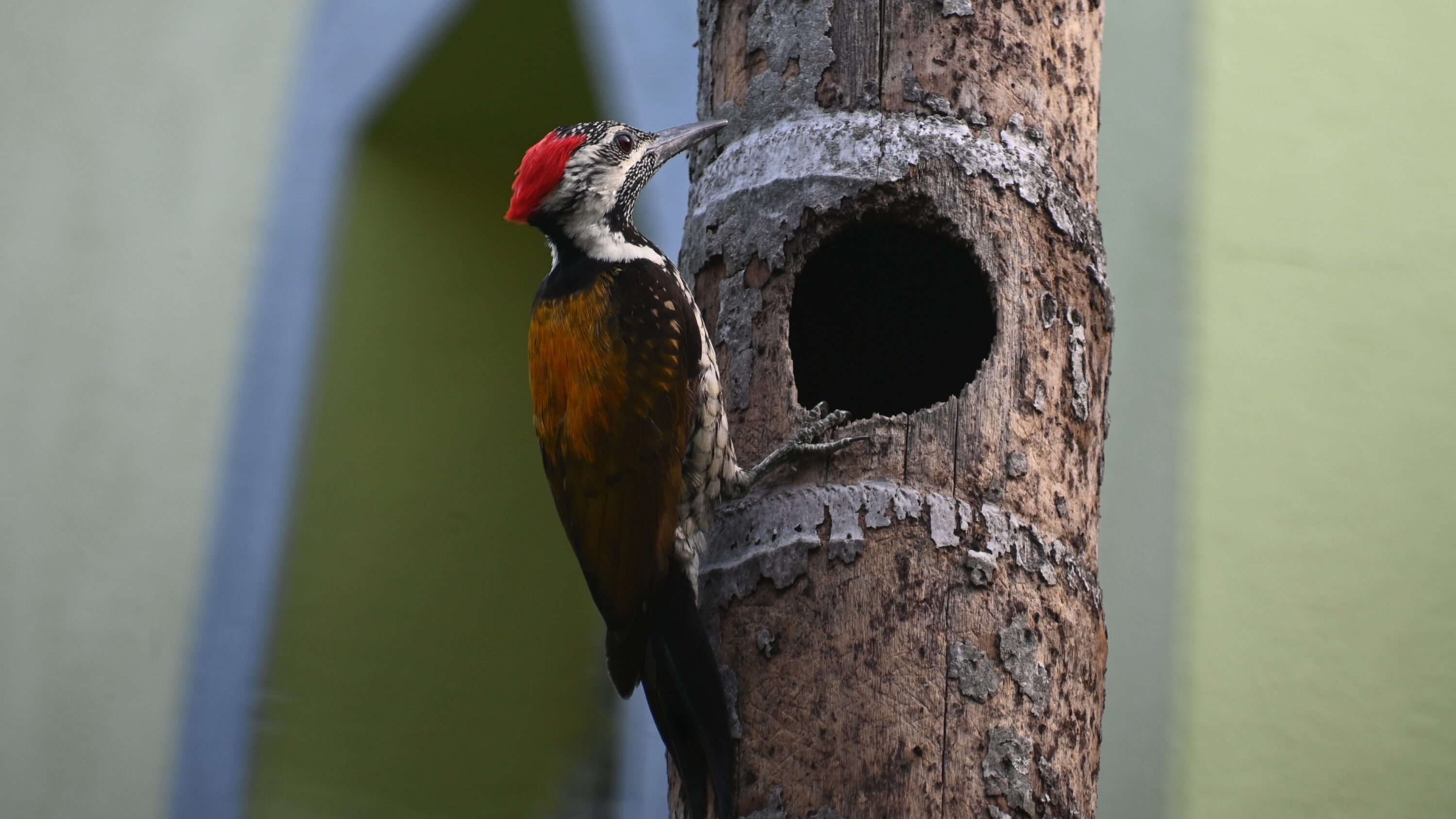 Black-rumped Flameback clinging to a tree trunk in West Bengal, India