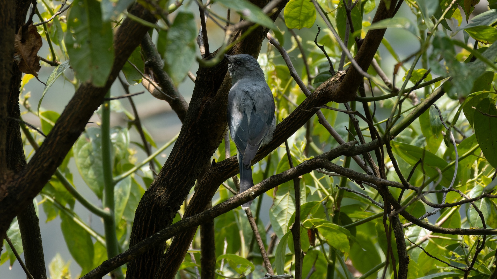 Black-winged cuckooshrike perched among branches in Kolakham, India