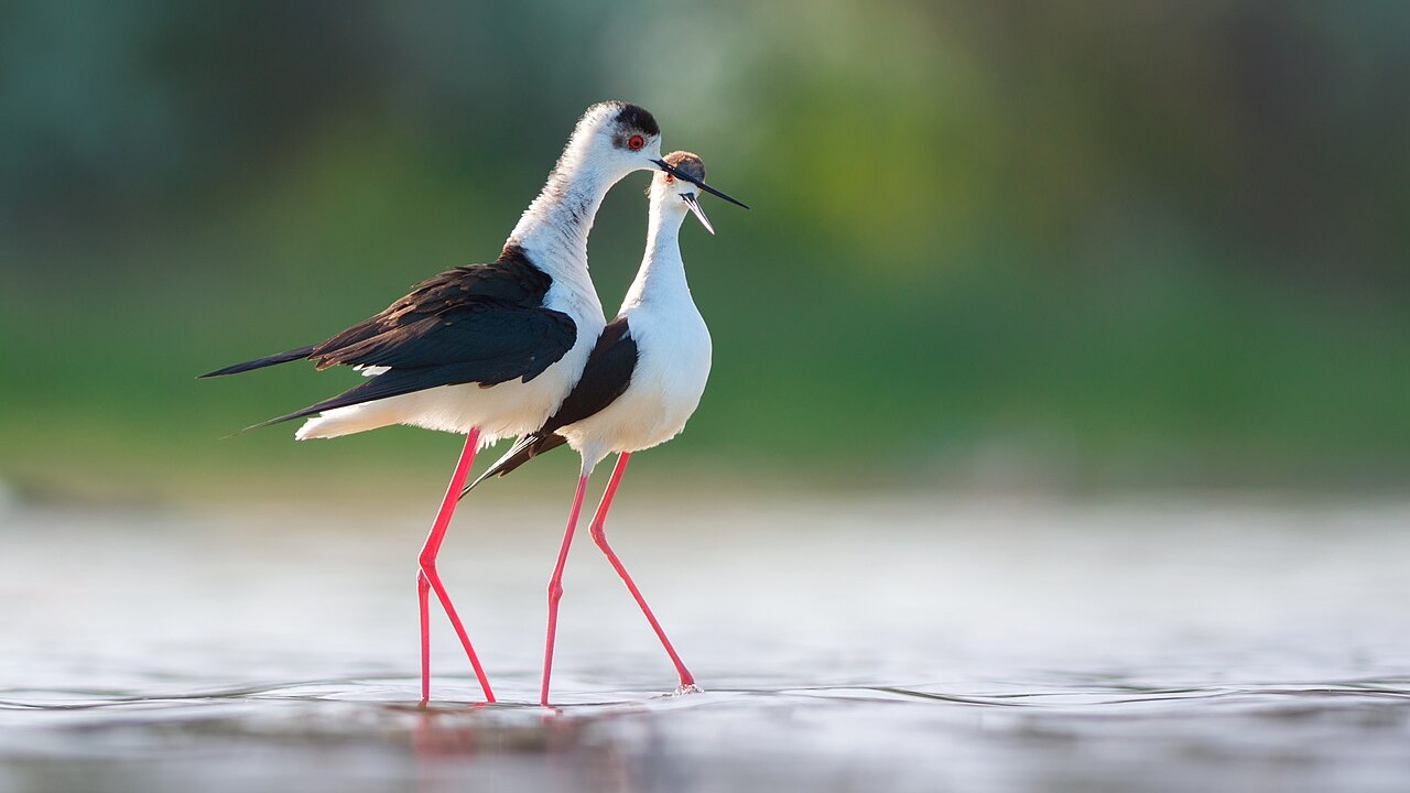 A pair of black-winged stilts in shallow water