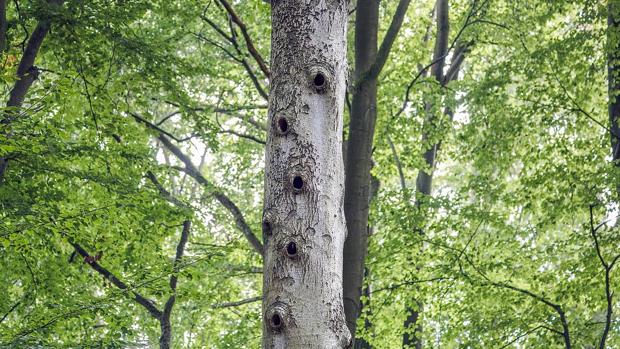 Black woodpecker nest holes in a mature tree trunk