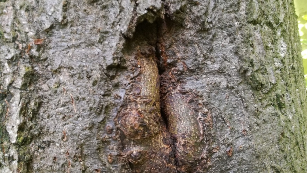 Narrow entrance of a black woodpecker cavity partly enclosed by growing wood