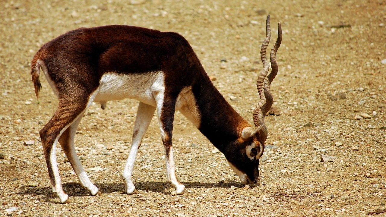 Adult male blackbuck grazing