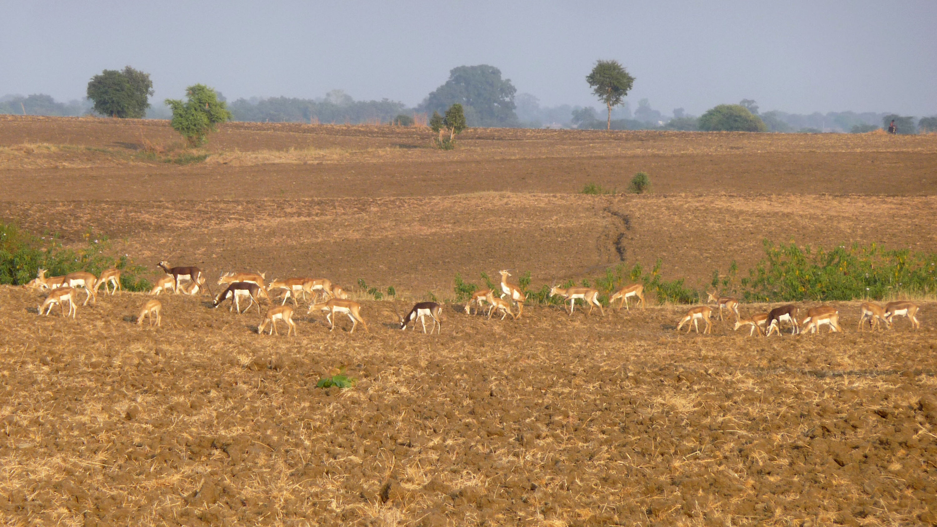 Herd of blackbuck grazing in cultivated fields
