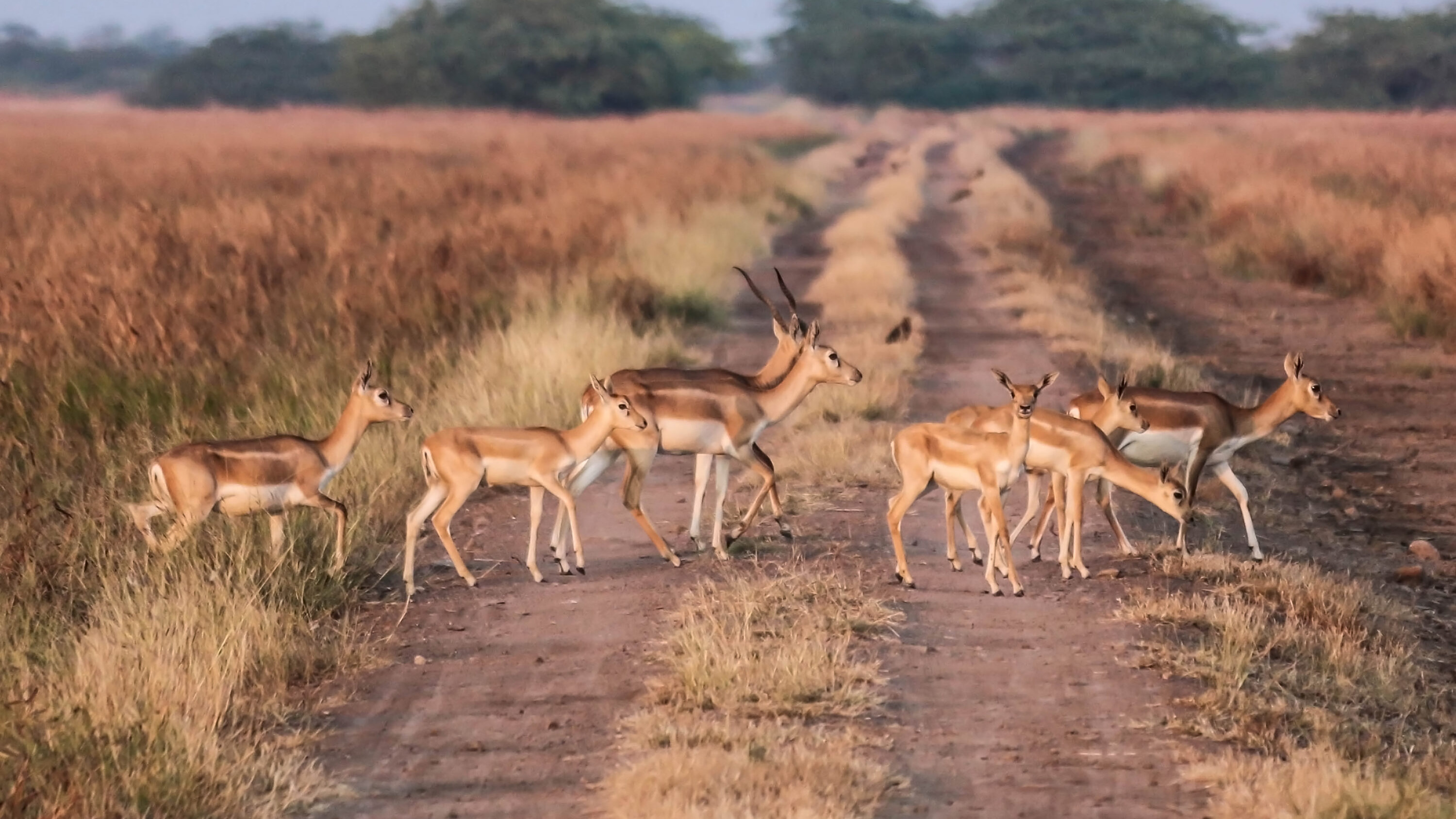 Blackbuck herd crossing a track in dry grassland in Gujarat