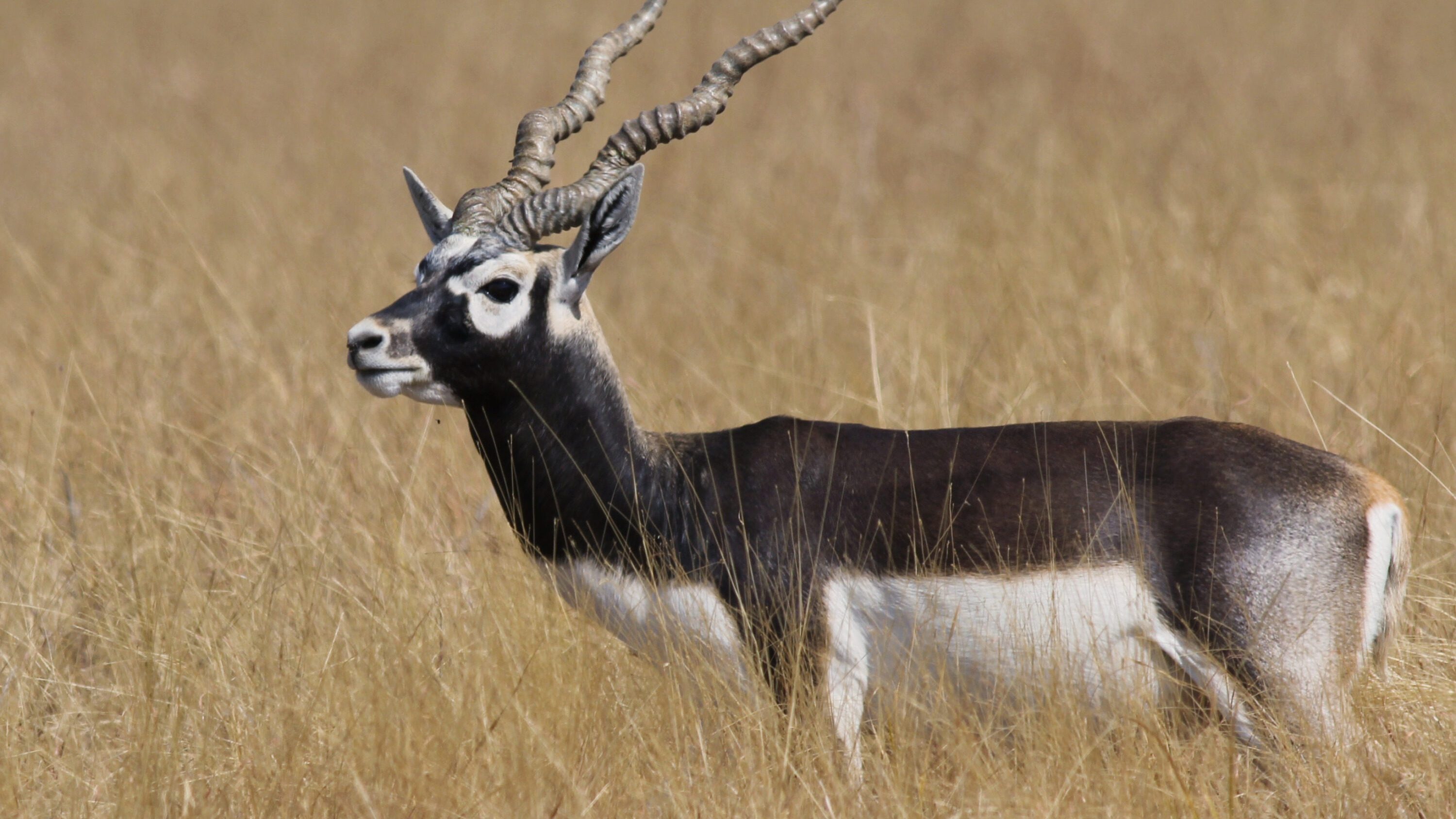 Adult male blackbuck in Indian grassland
