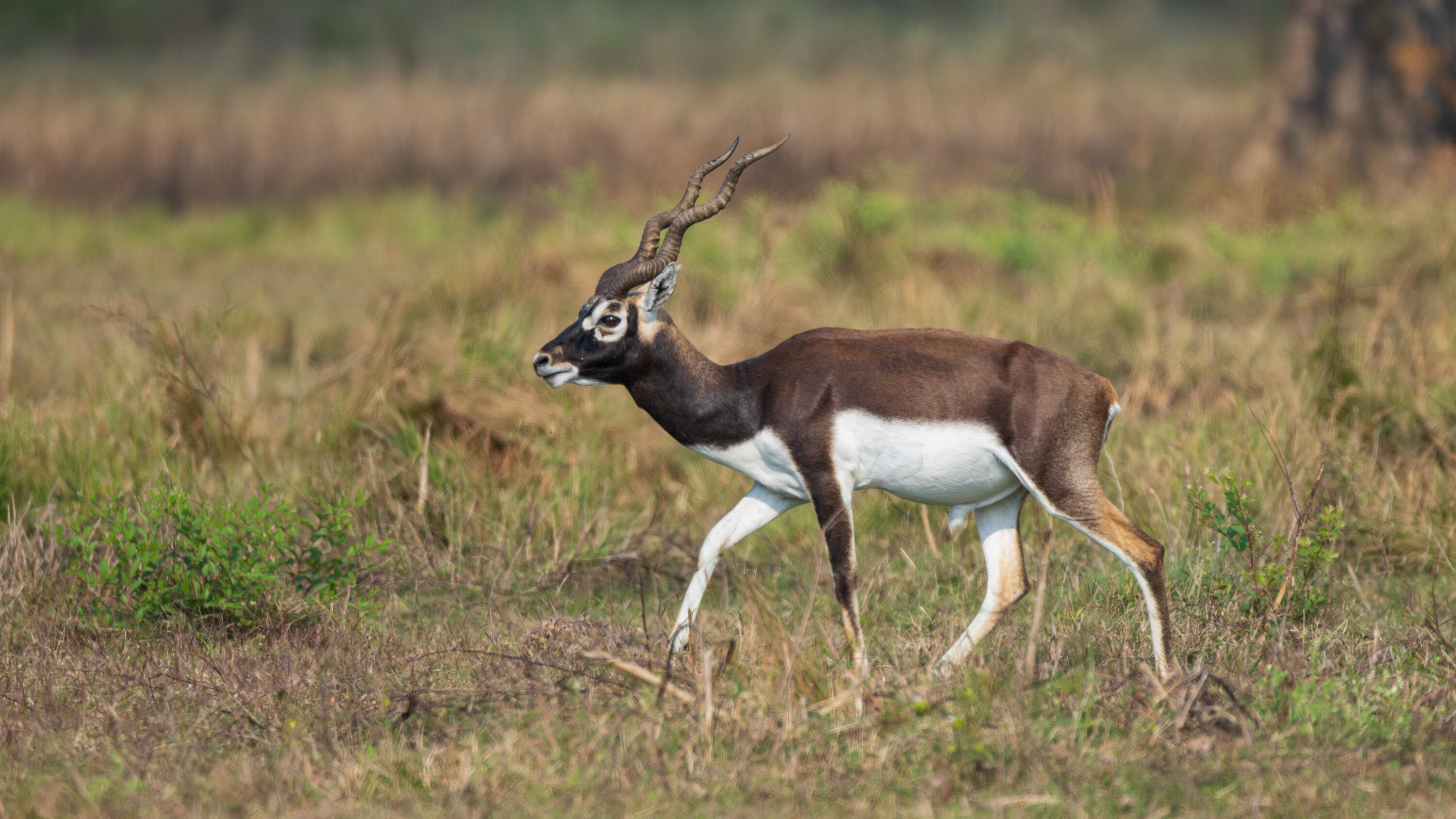 Adult male blackbuck in Blackbuck Conservation Area, Bardiya, Nepal