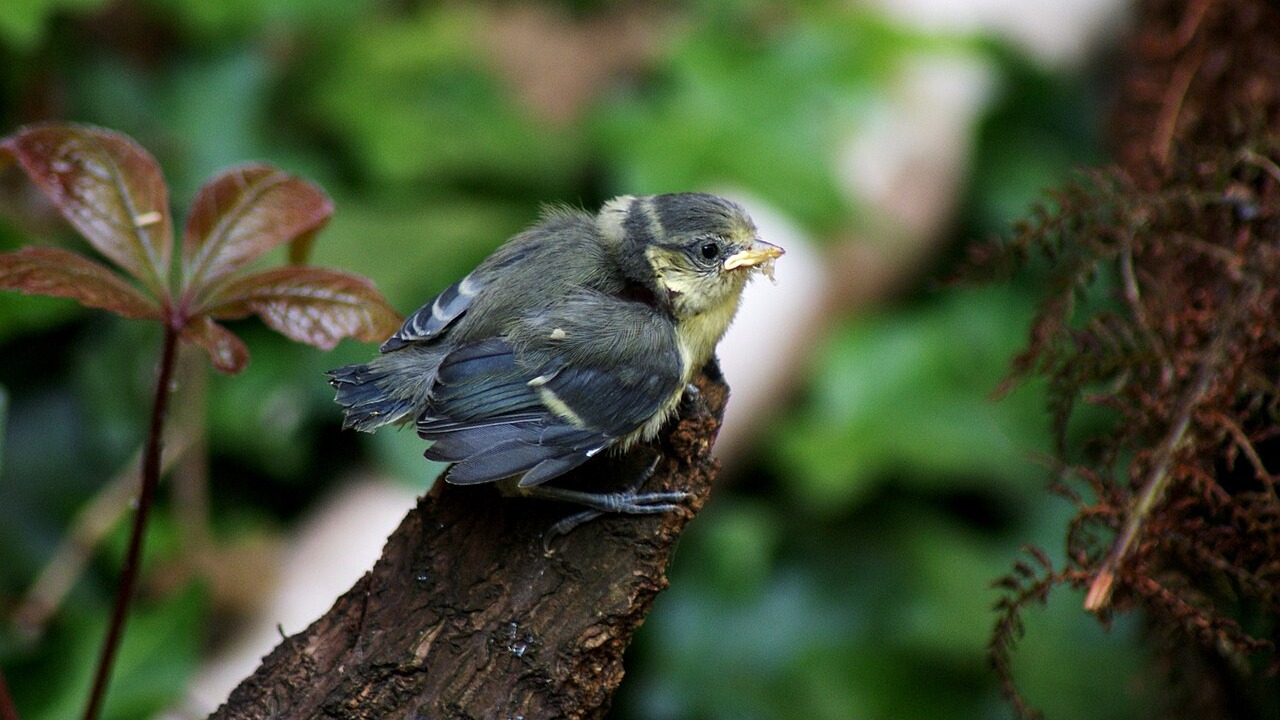 Juvenile Blue Tit (Cyanistes caeruleus) perched on a branch