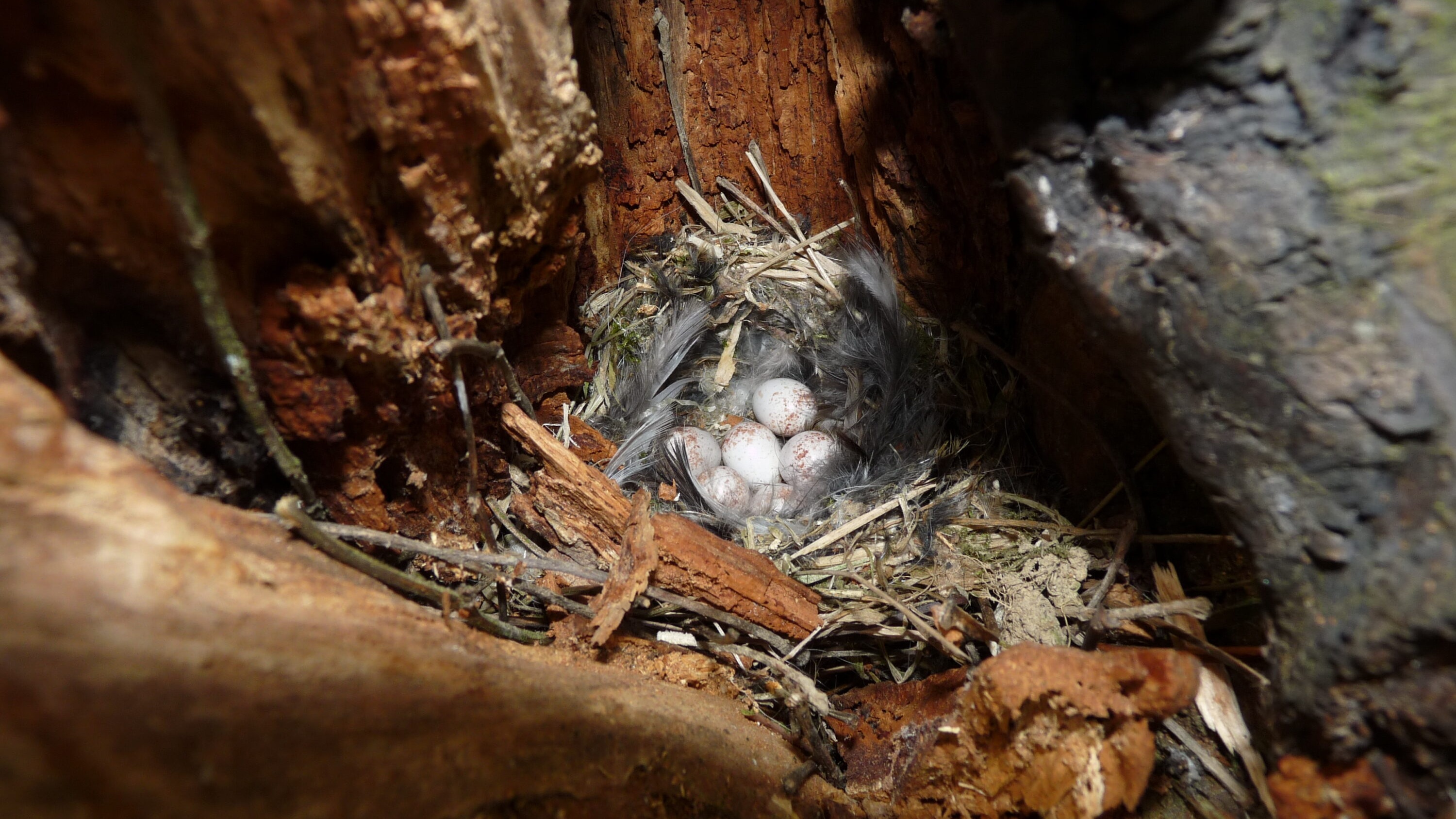 Blue tit eggs in a nest lined with feathers and plant material inside a tree cavity