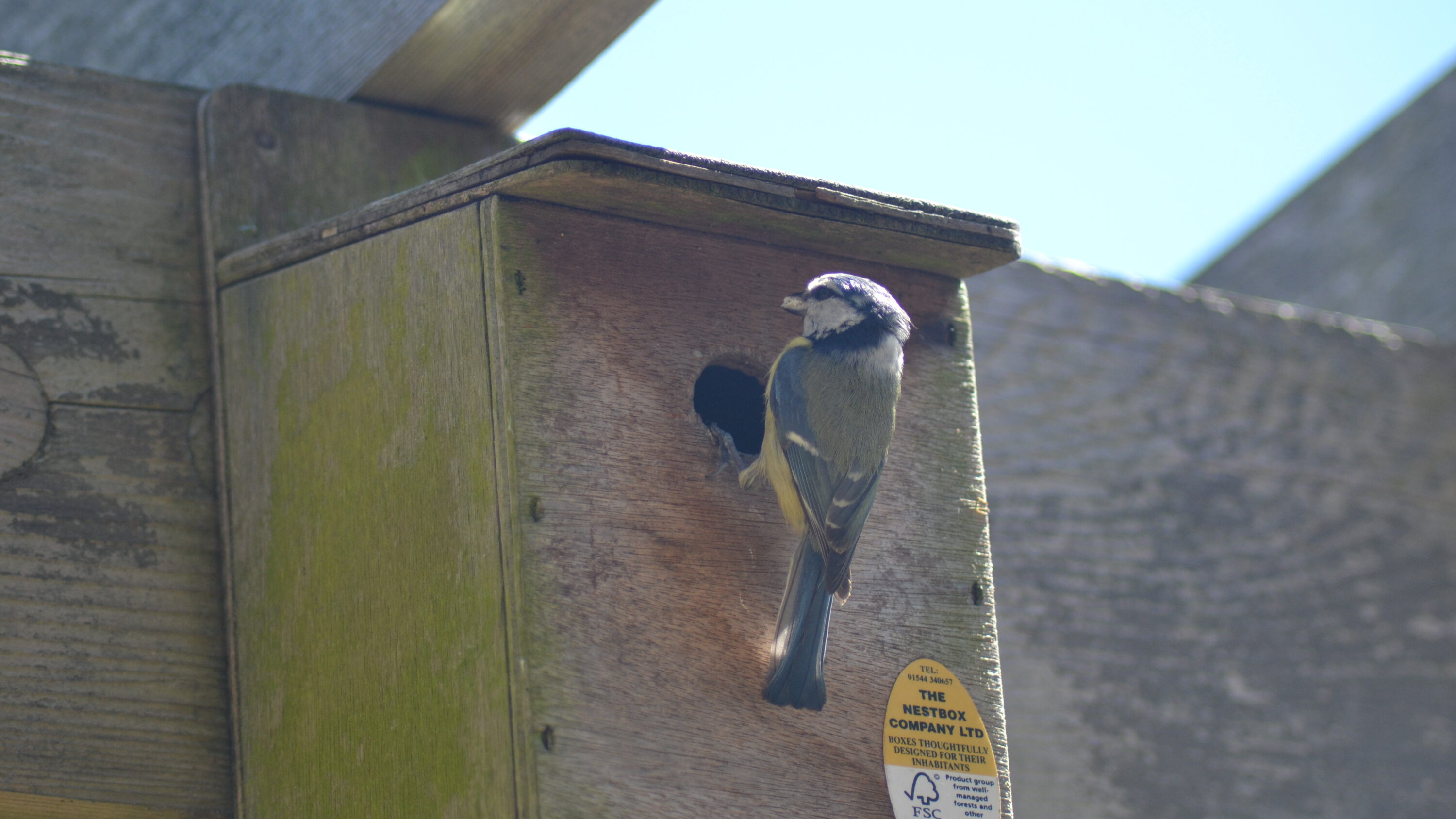 Eurasian blue tit at a nest box while feeding chicks