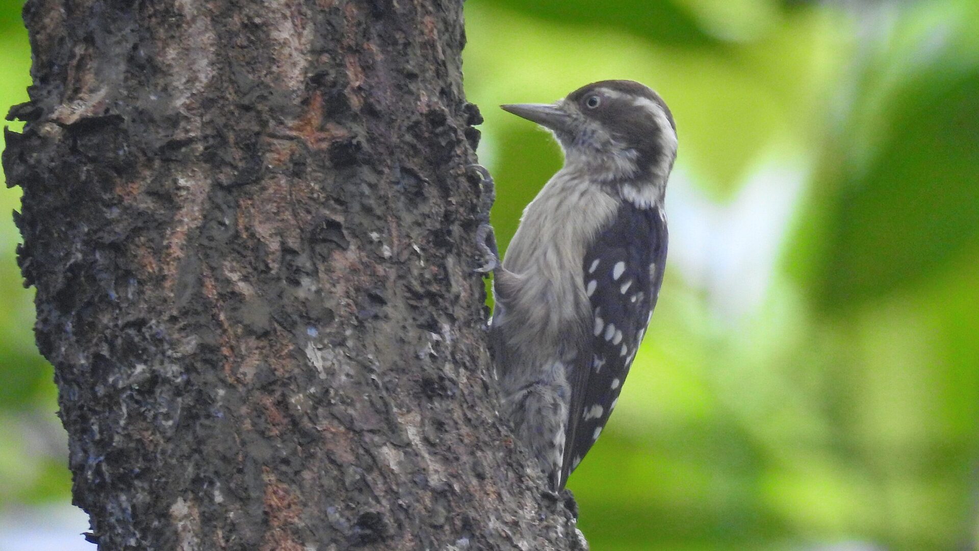 Brown-capped pygmy woodpecker clinging to a tree trunk at Kattampally, India