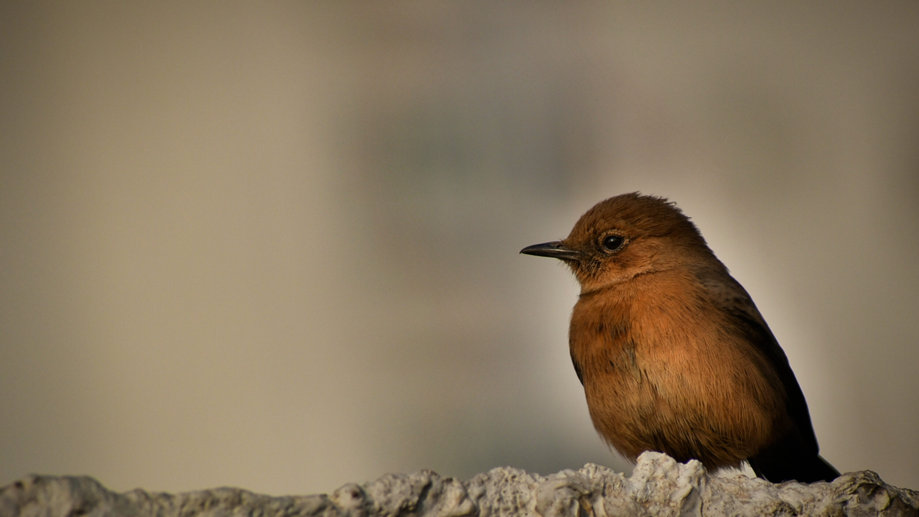 Brown Rock Chat perched on a pale rock in Gurgaon, India