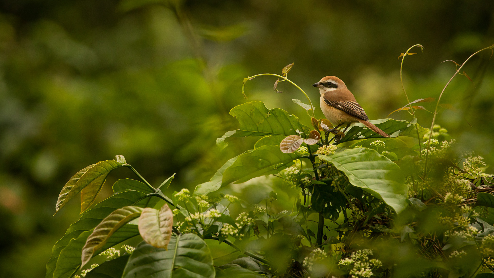 Brown shrike perched above green vegetation