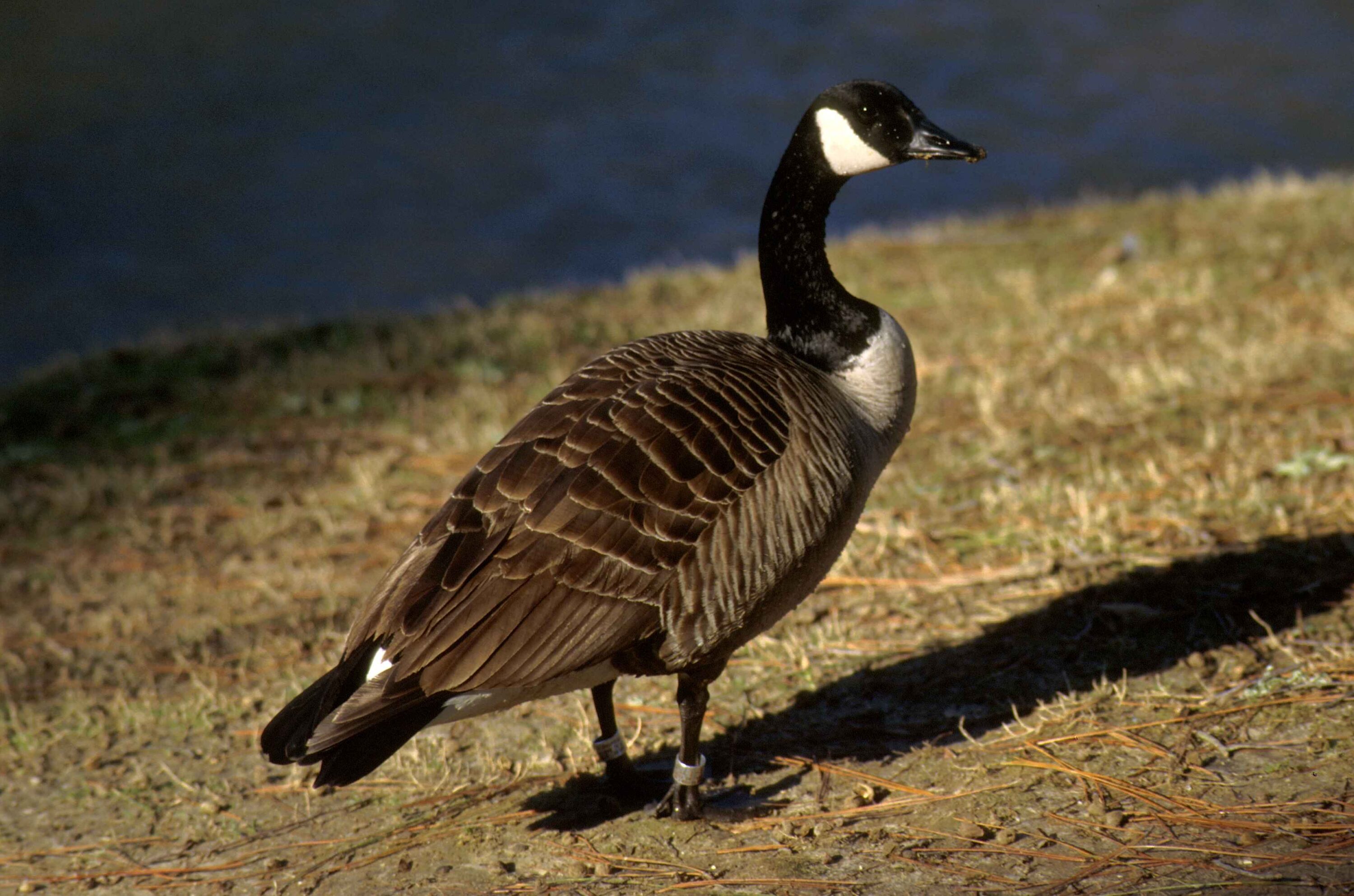 Close view of a banded Canada goose
