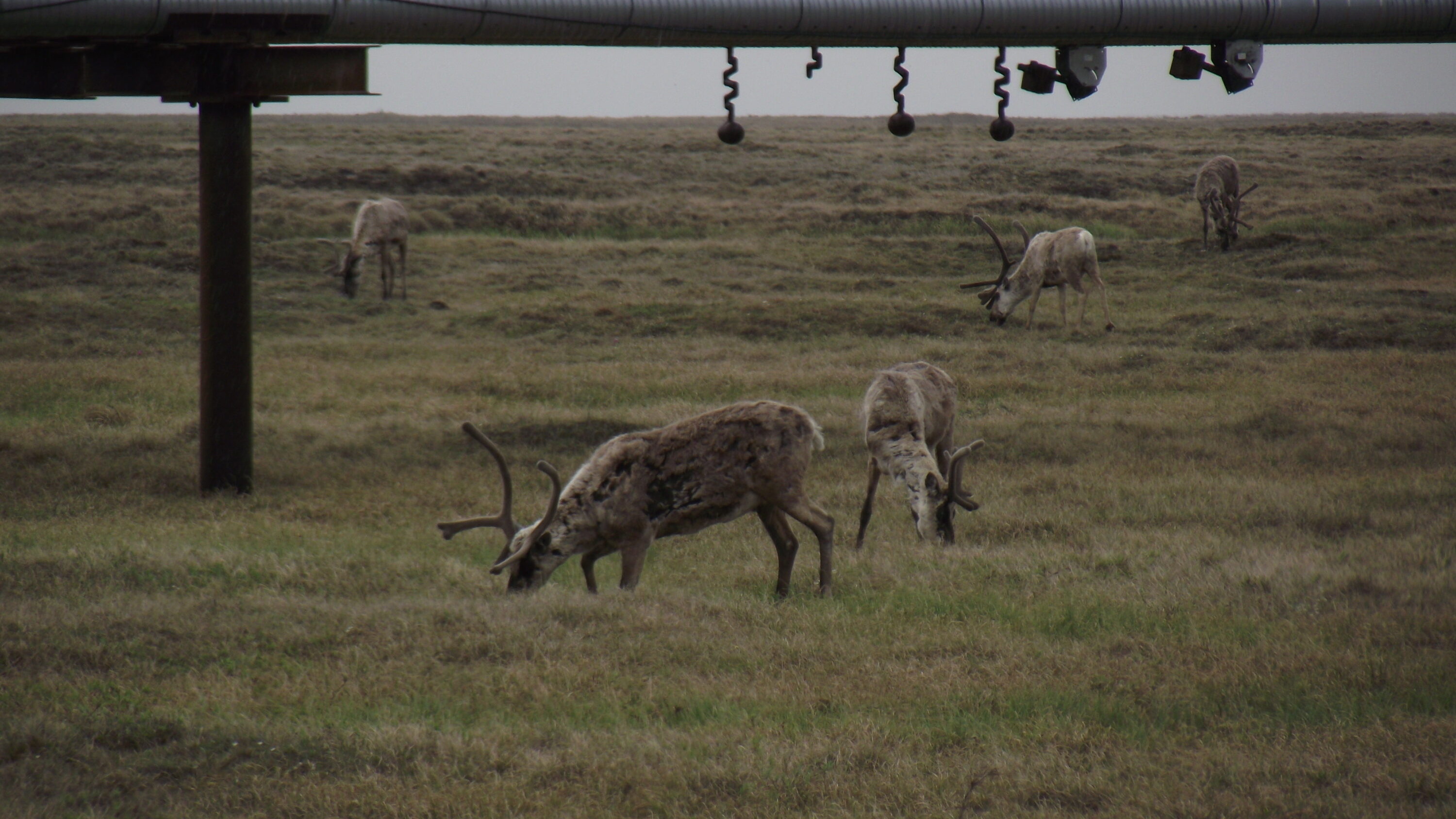 Central Arctic Herd caribou grazing beside an elevated pipeline in Alaska