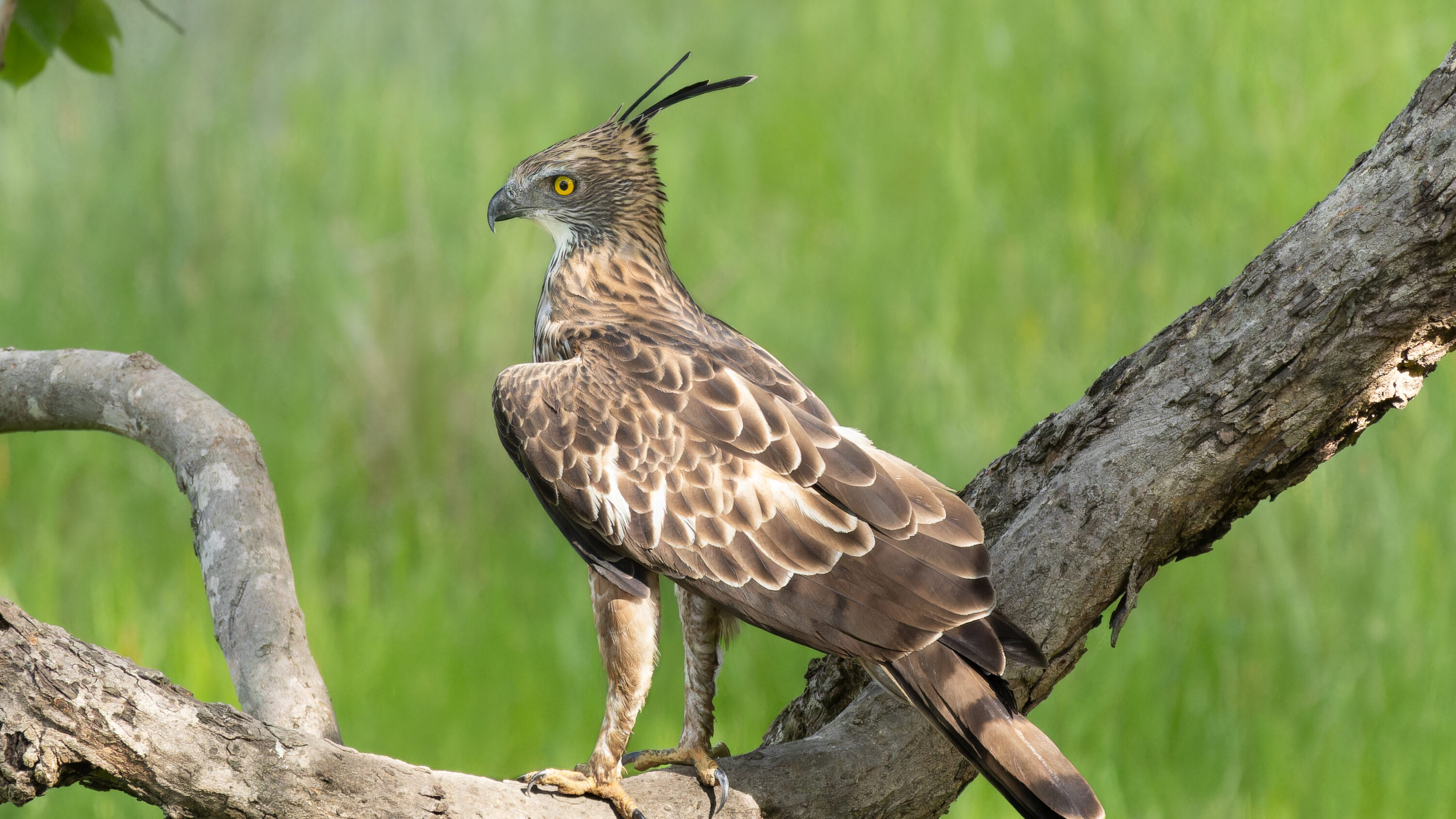Wild Changeable Hawk-Eagle in Bandhavgarh National Park, India