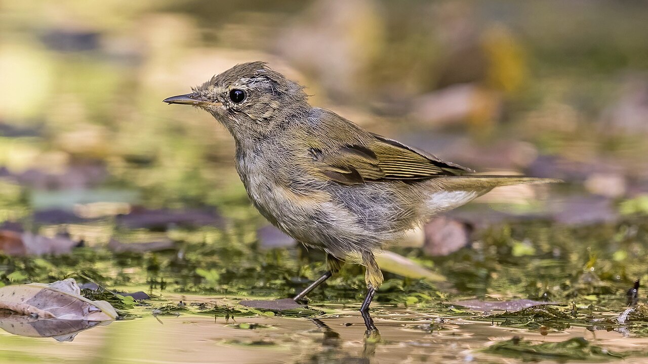Common chiffchaff perched on a slender branch