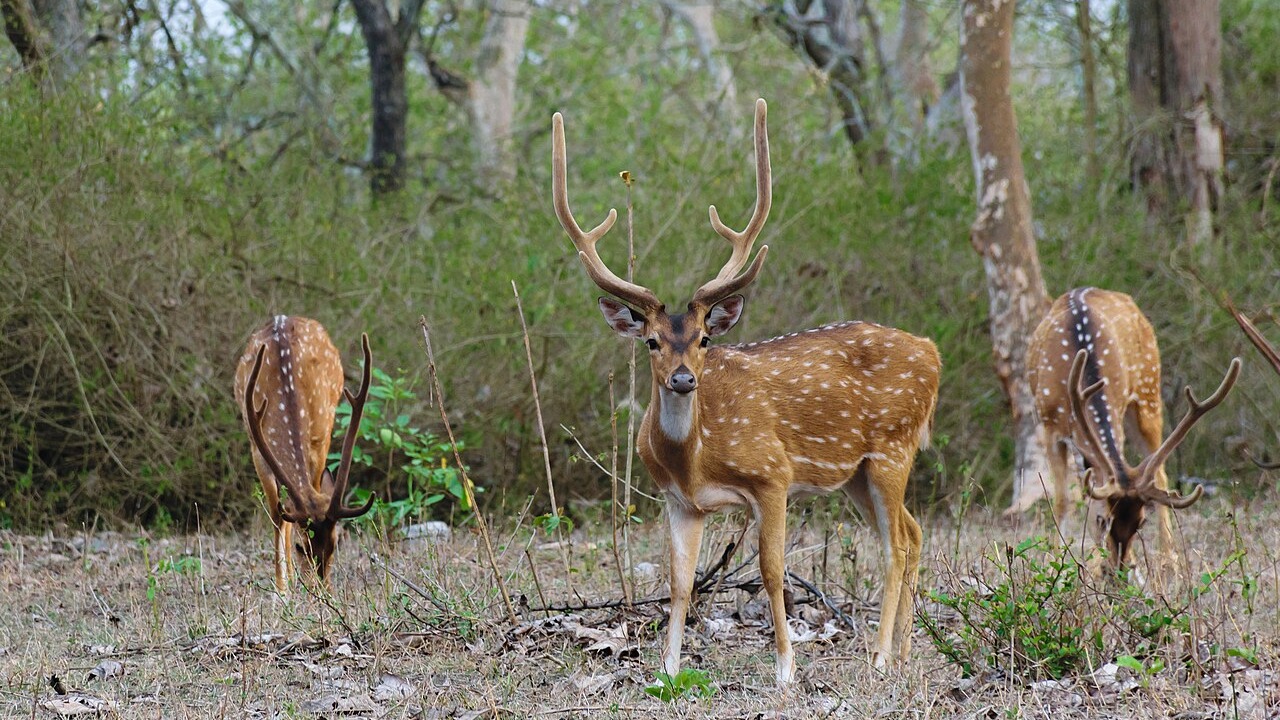 Three wild chital in Bandipur National Park
