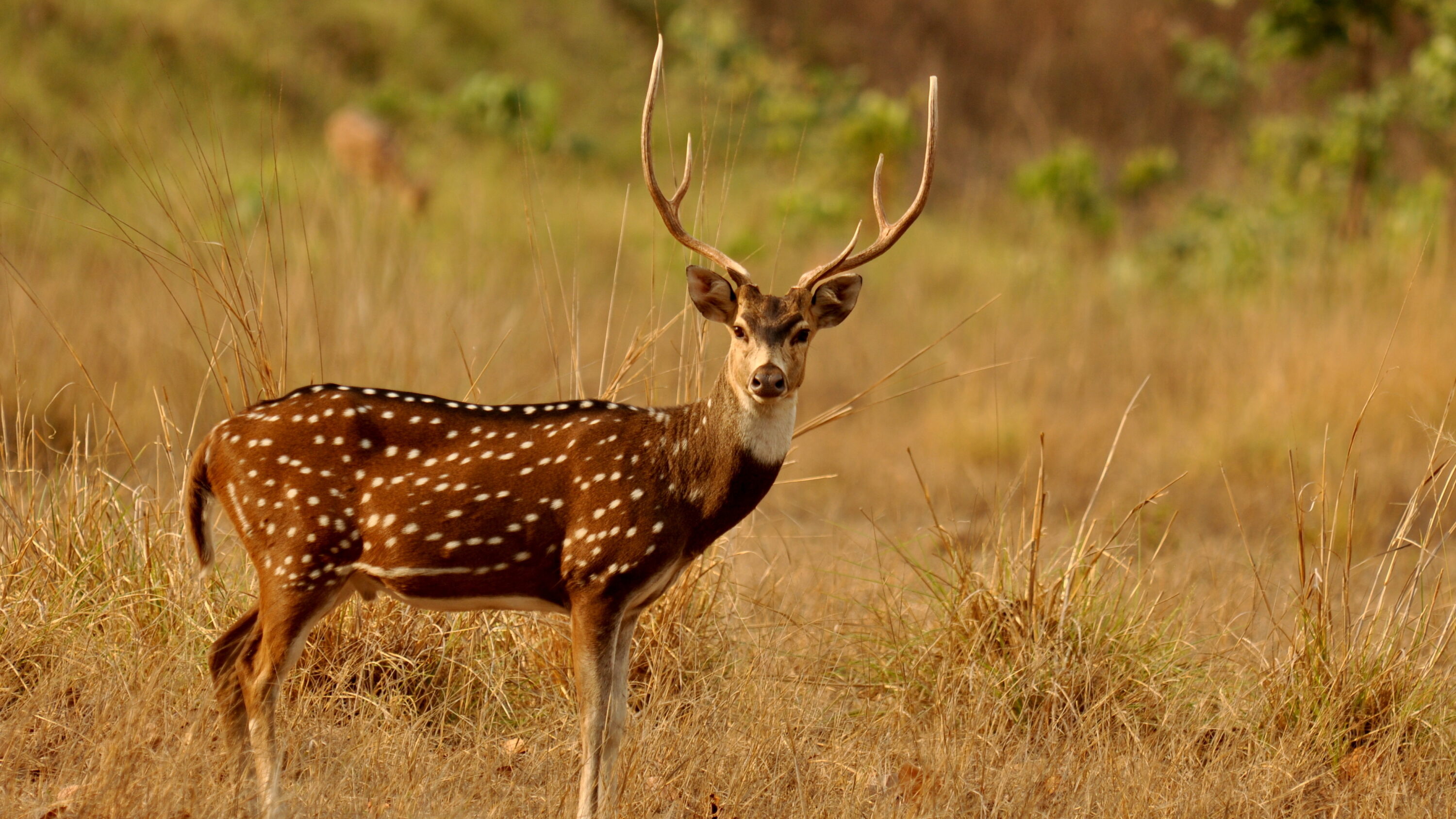 Adult male Chital standing in grassland in Kanha, central India